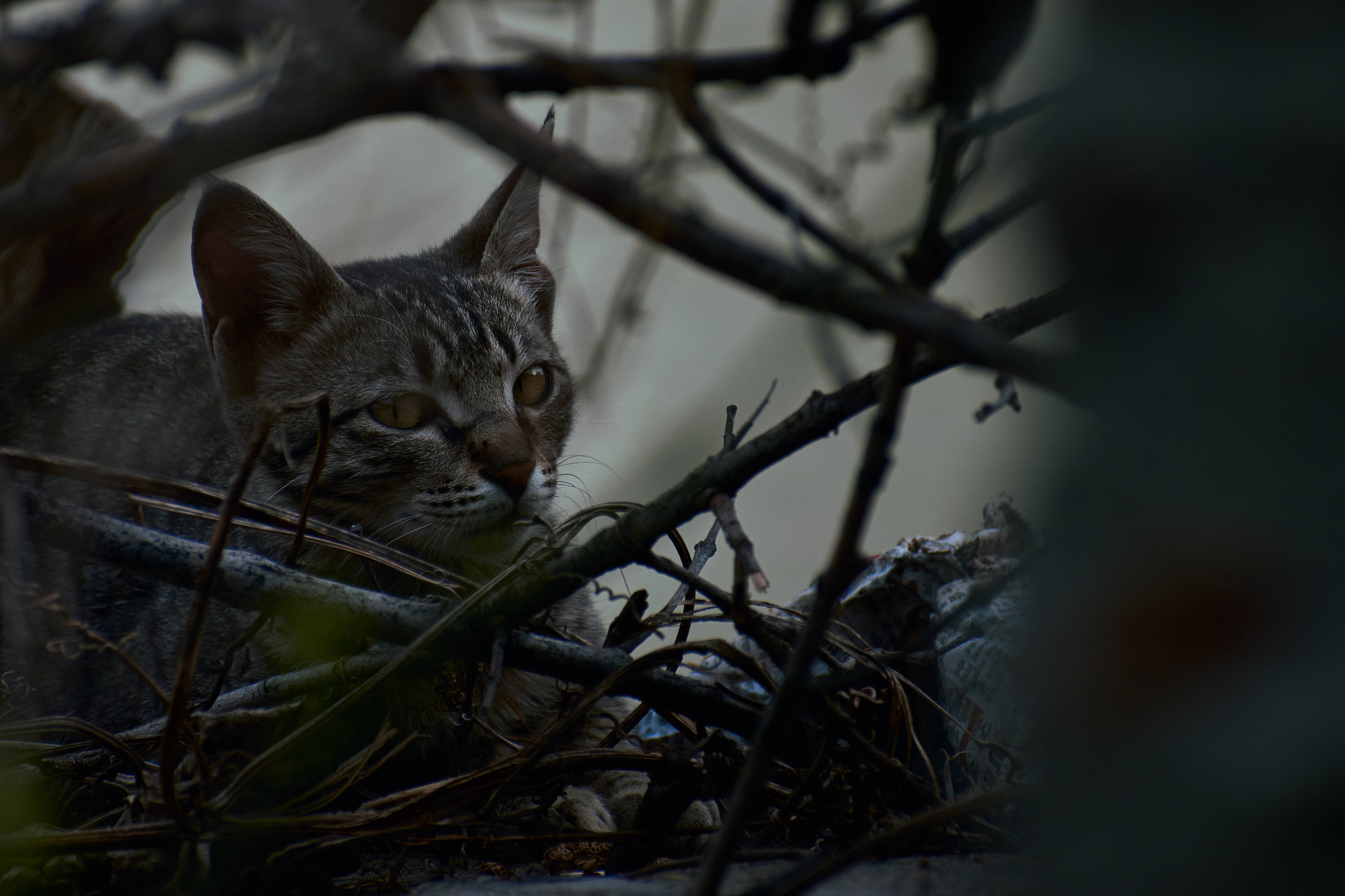 tabby cat, golden eyes, tangled branches, 5K Desktop Wallpaper