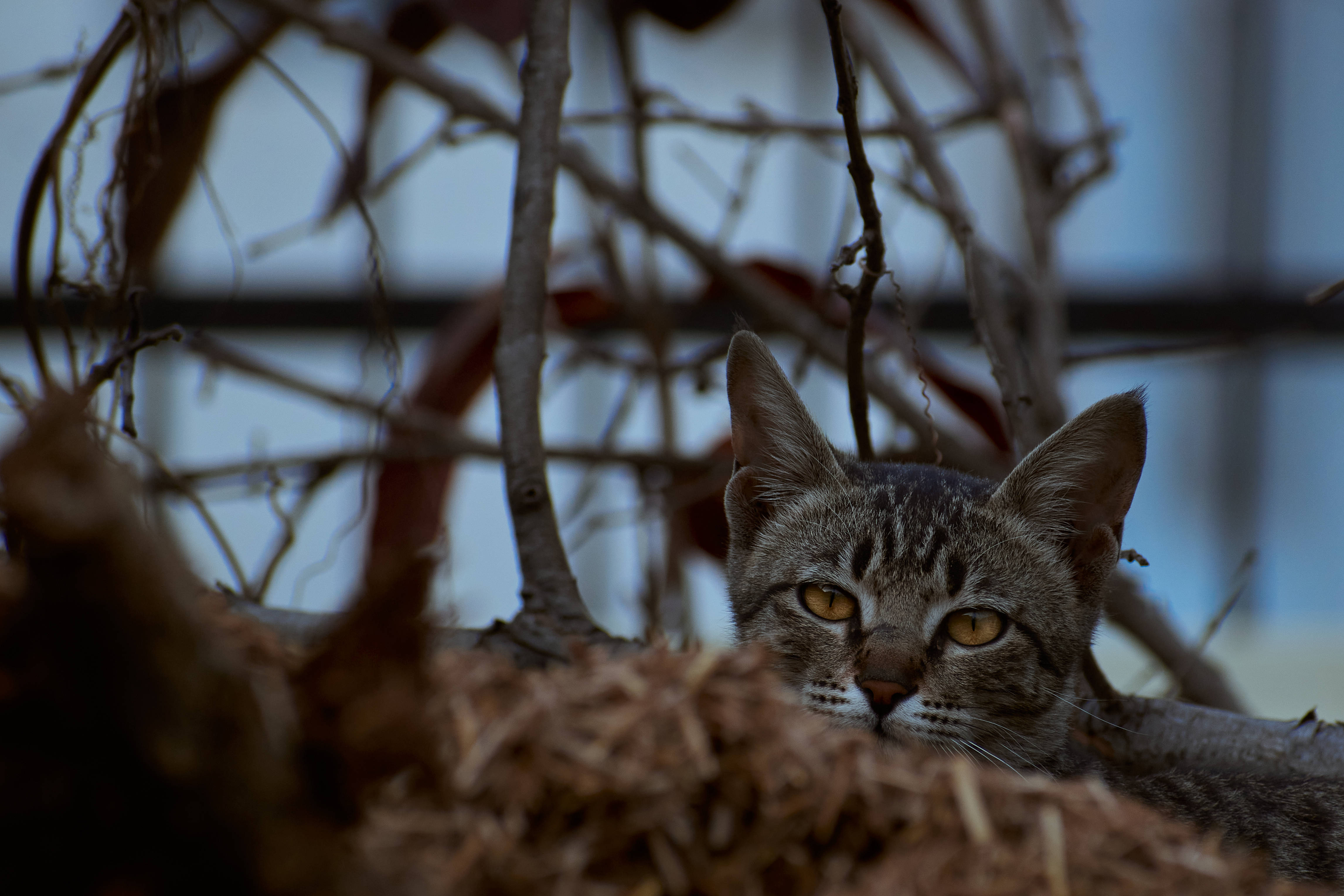 tabby cat, amber eyes, tangled dry branches, 4K Desktop Wallpaper