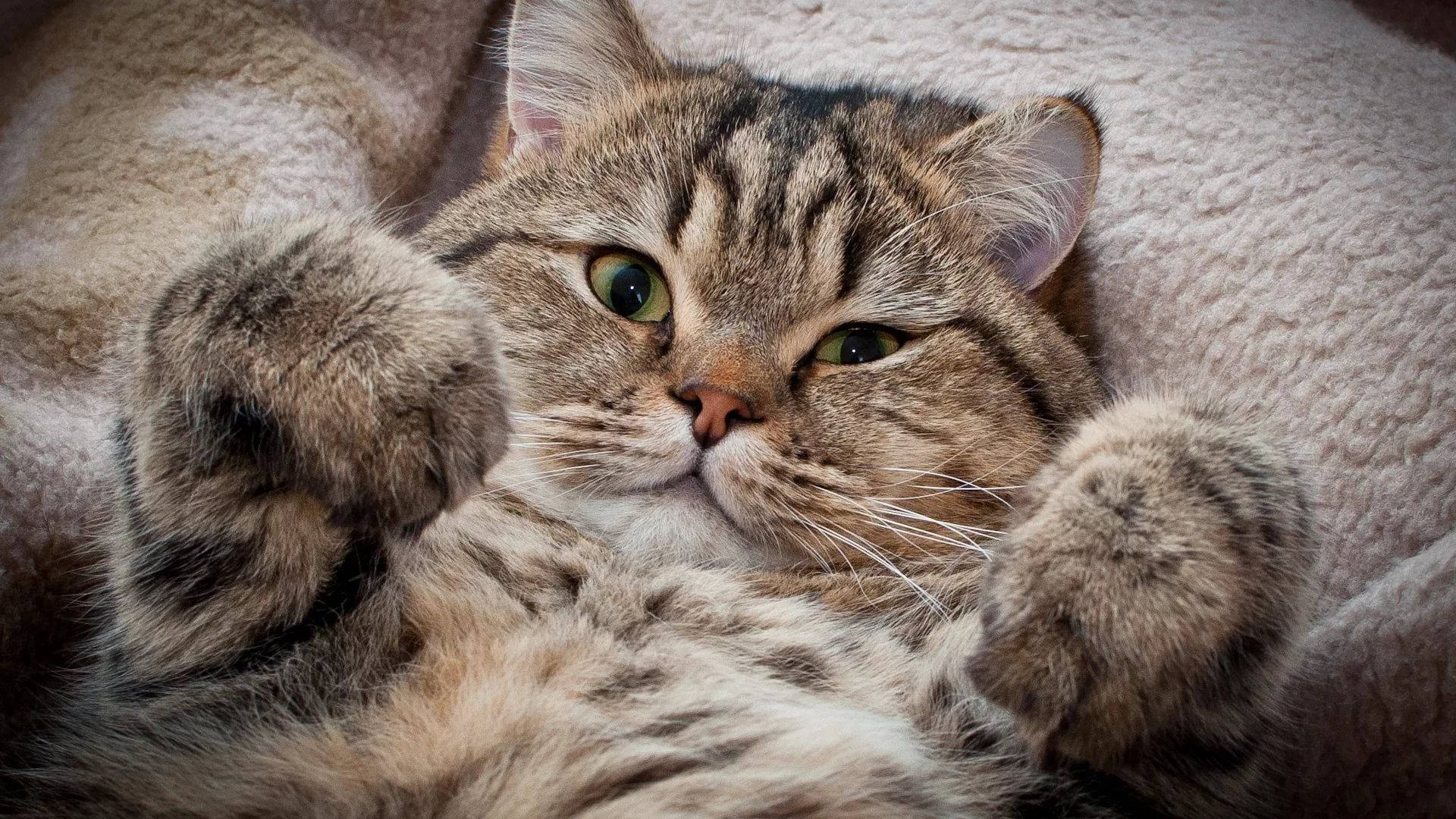 tabby cat, soft blanket, paws up, Full HD Desktop Wallpaper