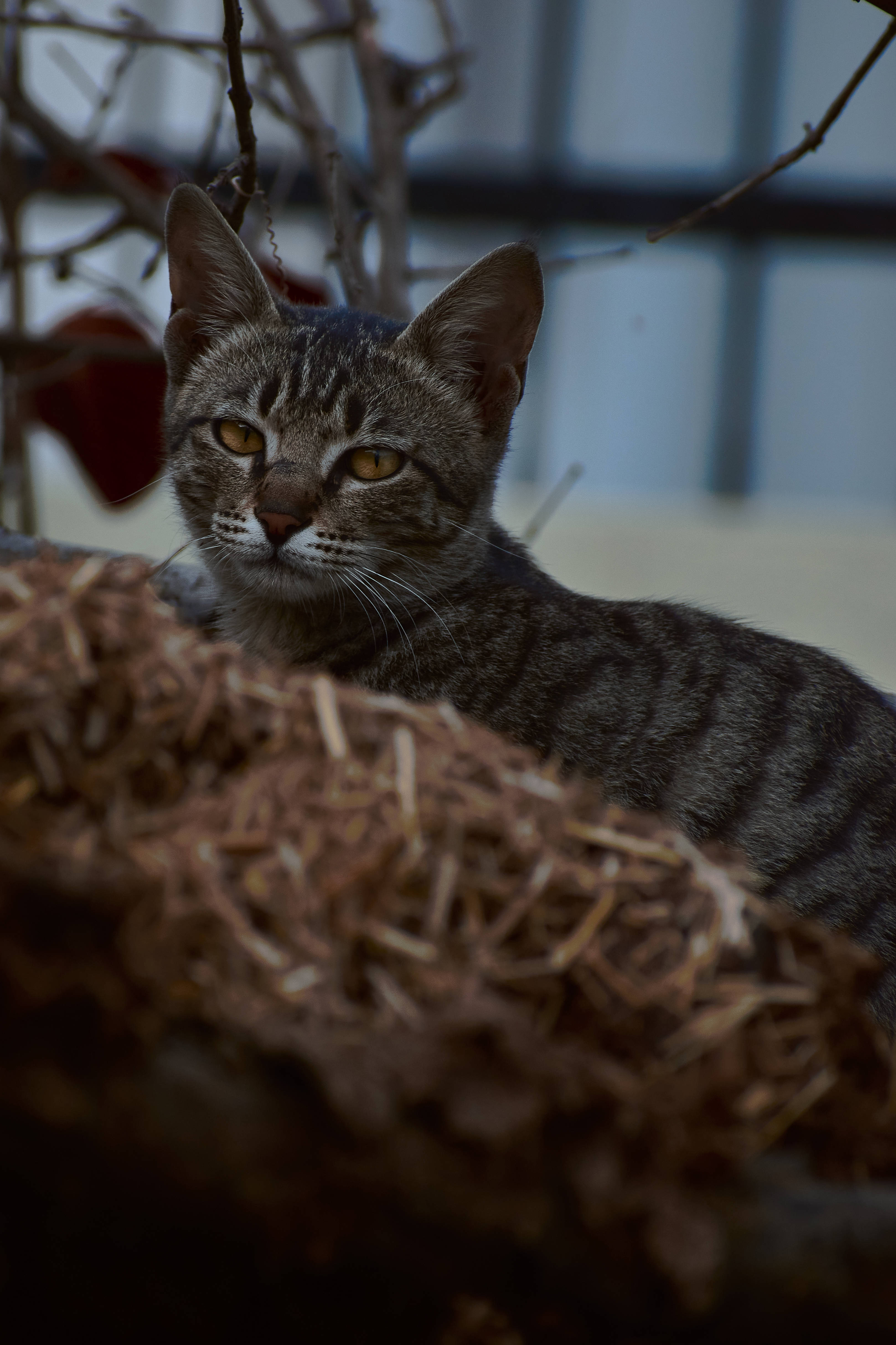 tabby cat, amber eyes, dry straw, 4K Phone Wallpaper
