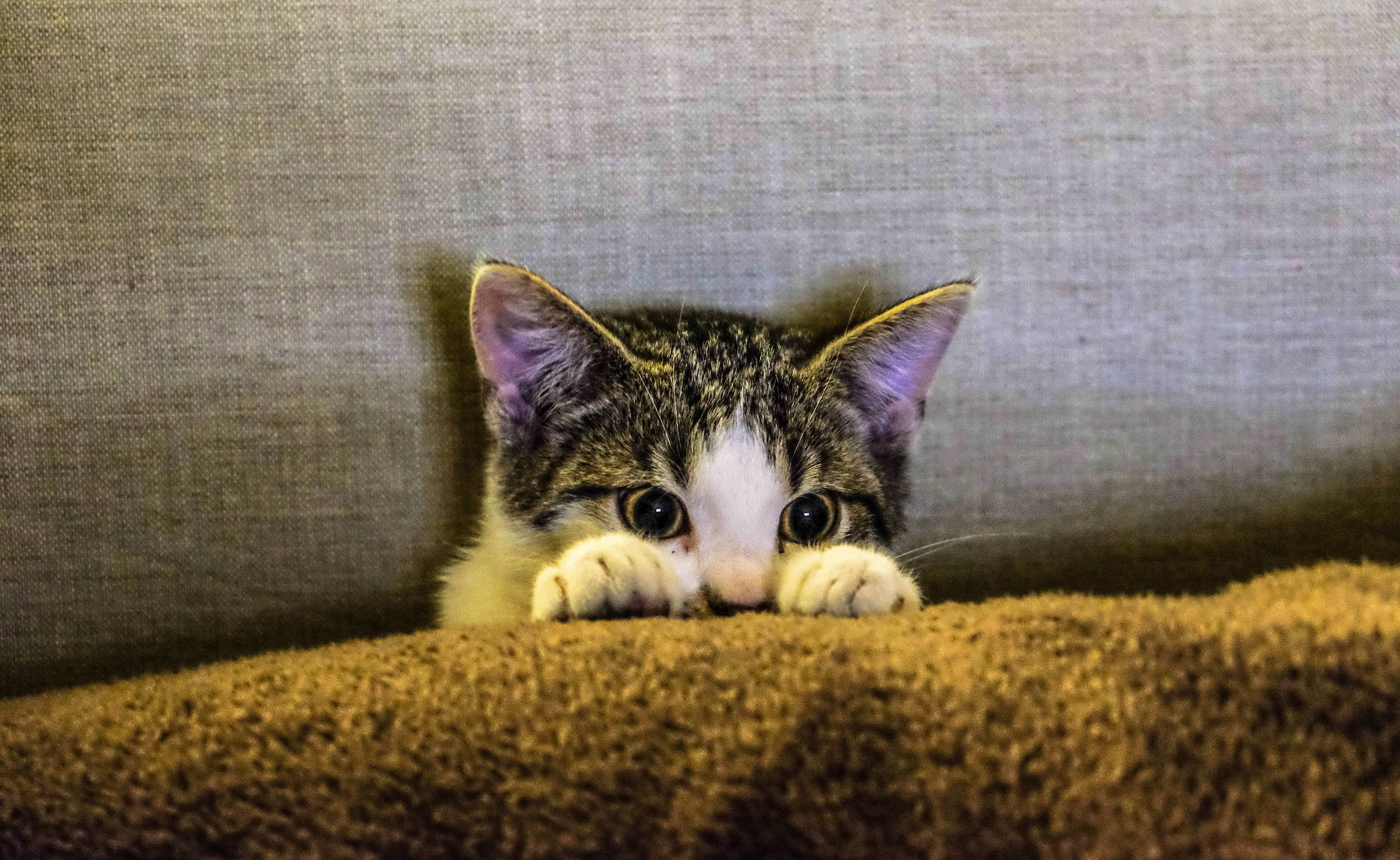 tabby kitten, brown carpet, sofa, 4K Desktop Wallpaper