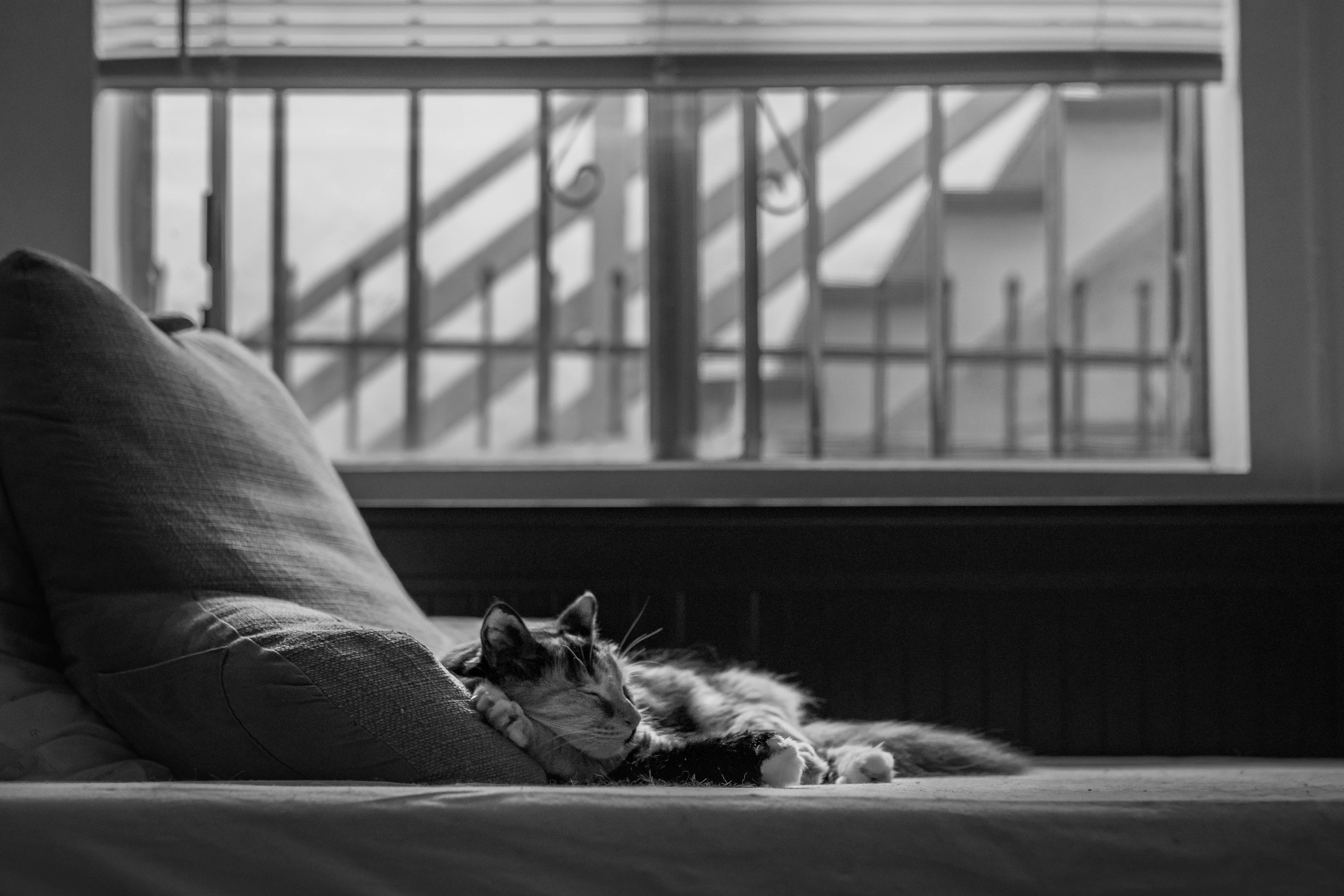 black and white photo, cat sleeping peacefully, couch cushion, 5K Desktop Wallpaper