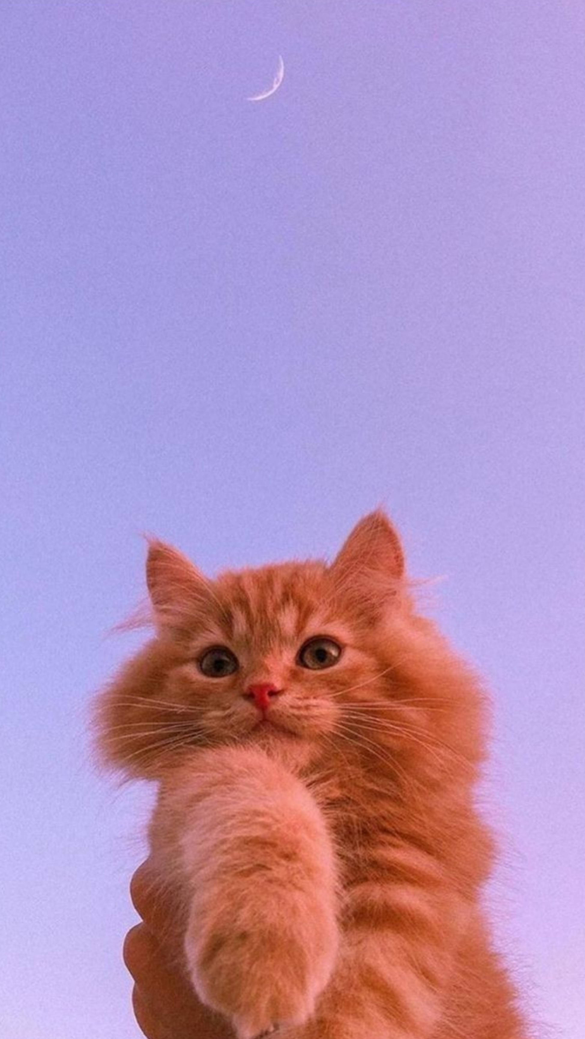 ginger cat, crescent moon, purple twilight sky, 2K Phone Wallpaper