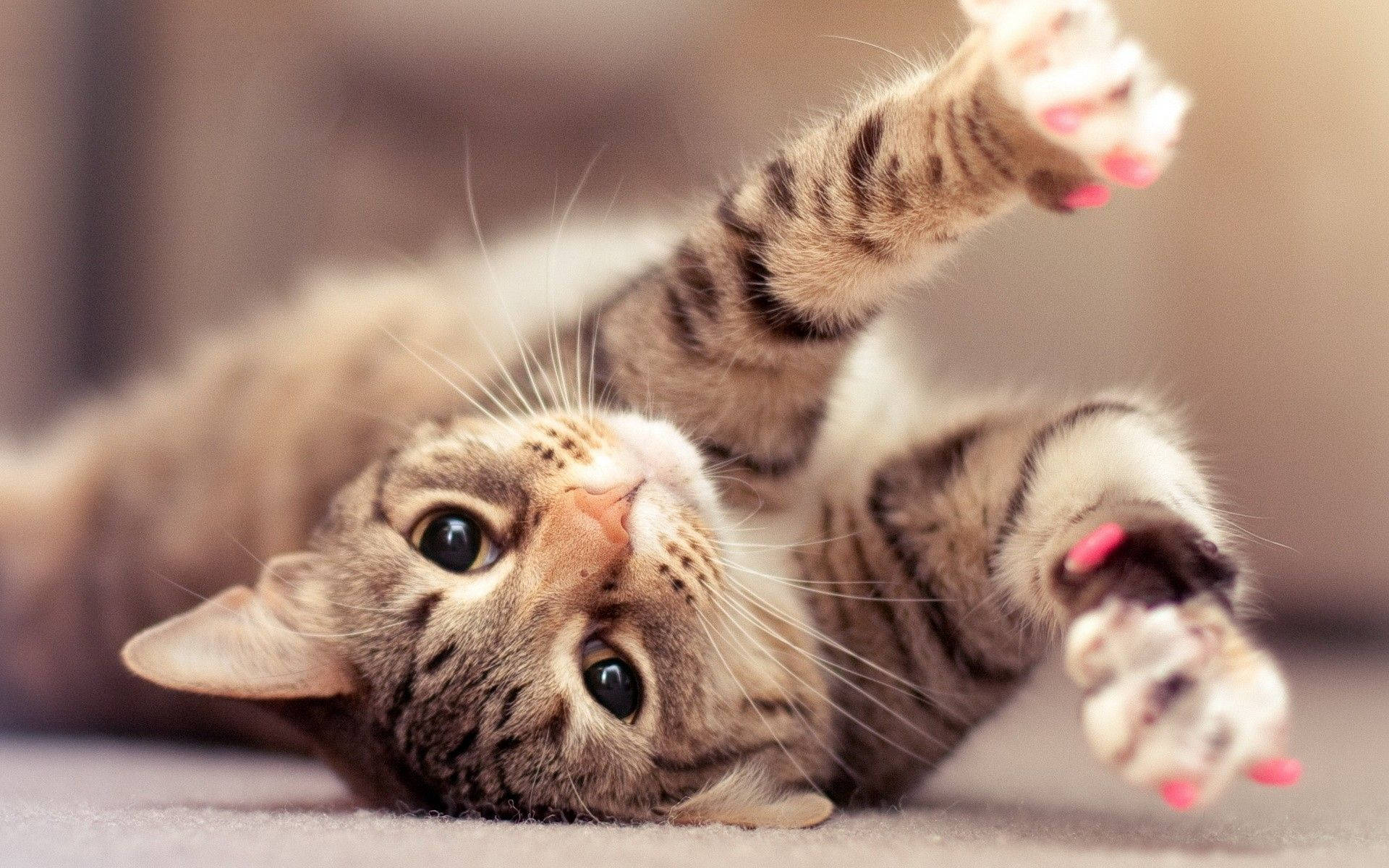 tabby cat, pink nail polish, paws up, Full HD Desktop Wallpaper