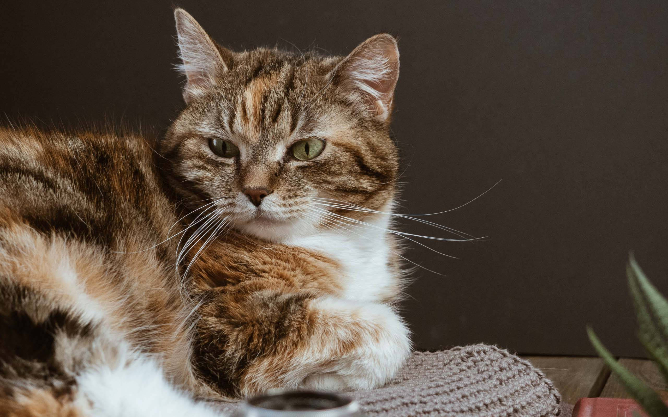 tabby cat, green eyes, knitted cushion, 2K Desktop Wallpaper