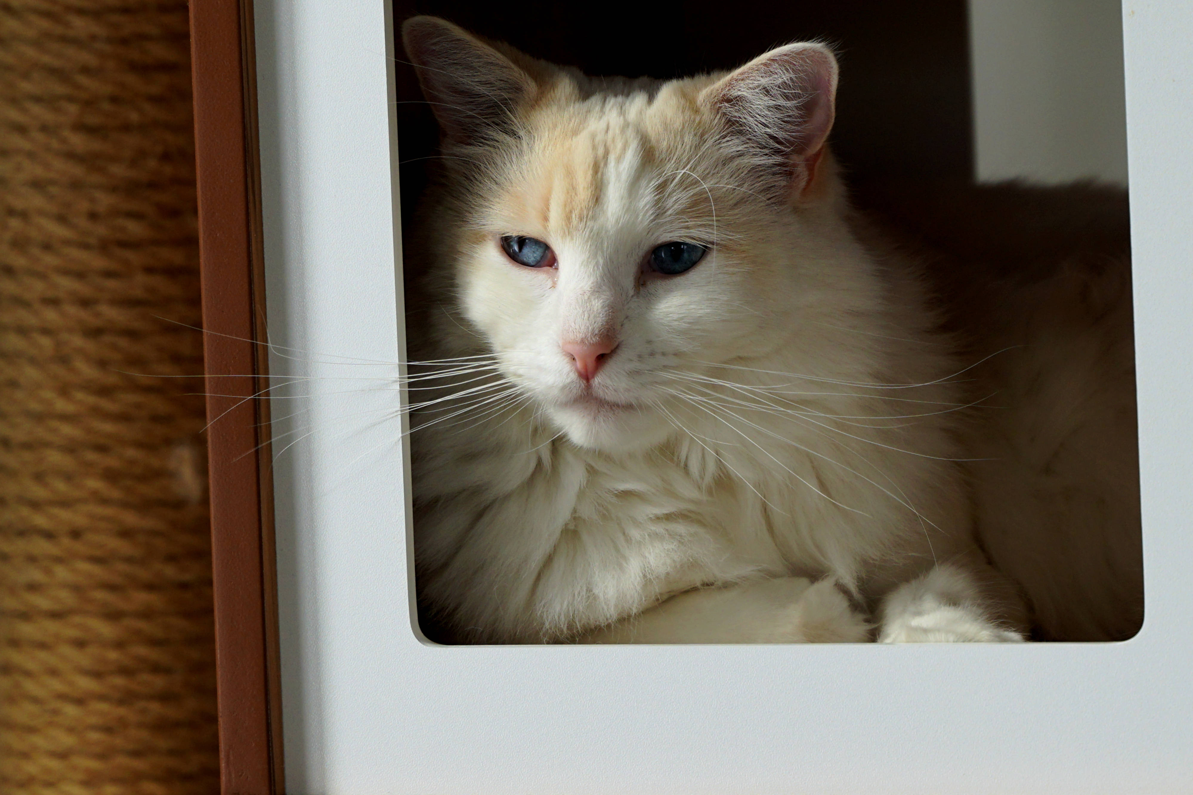 blue eyed aesthetic cat, fluffy white cat, striking blue eyes, 4K Desktop Wallpaper