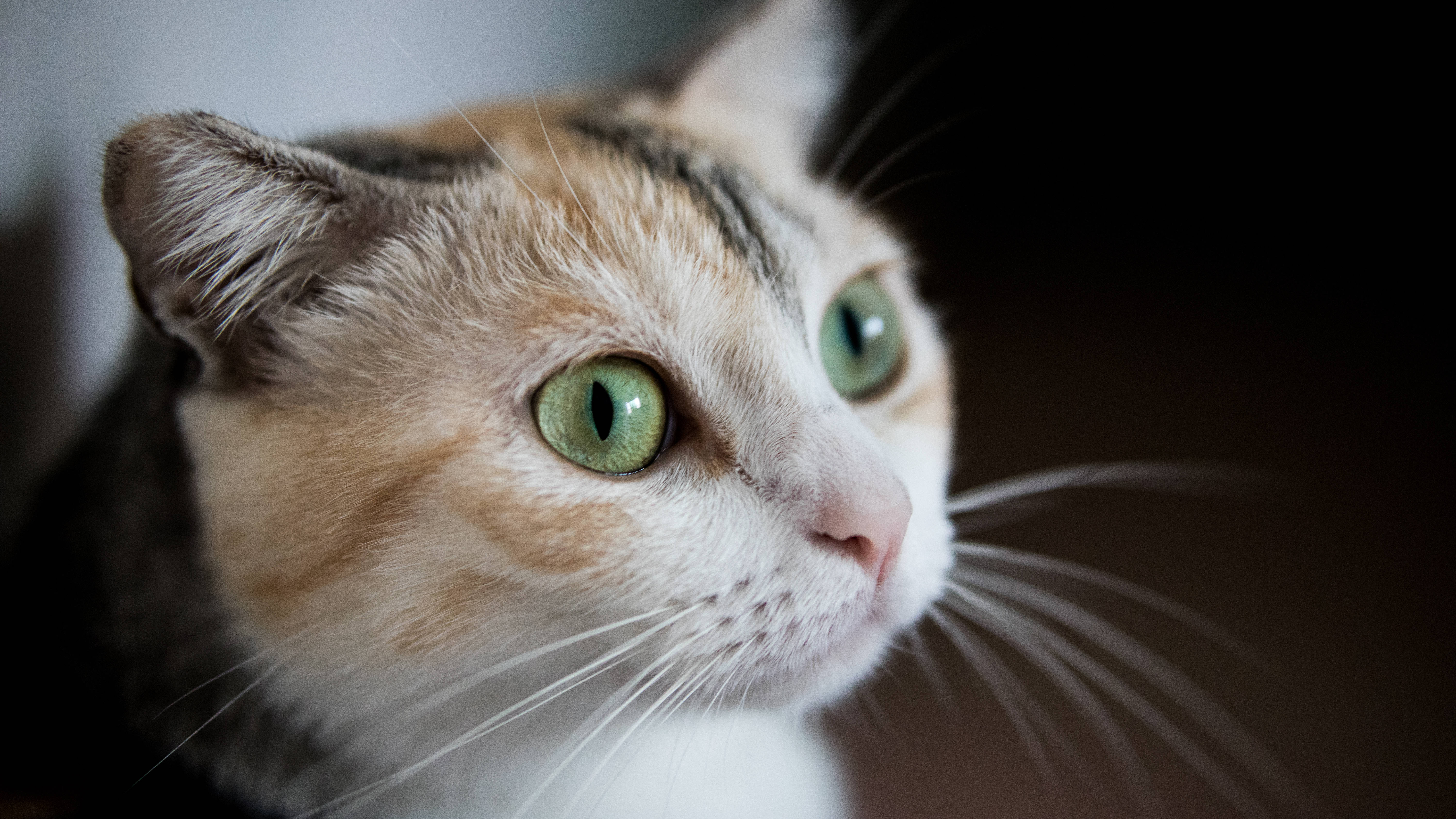 calico cat, green eyes, close-up, 5K Desktop Wallpaper