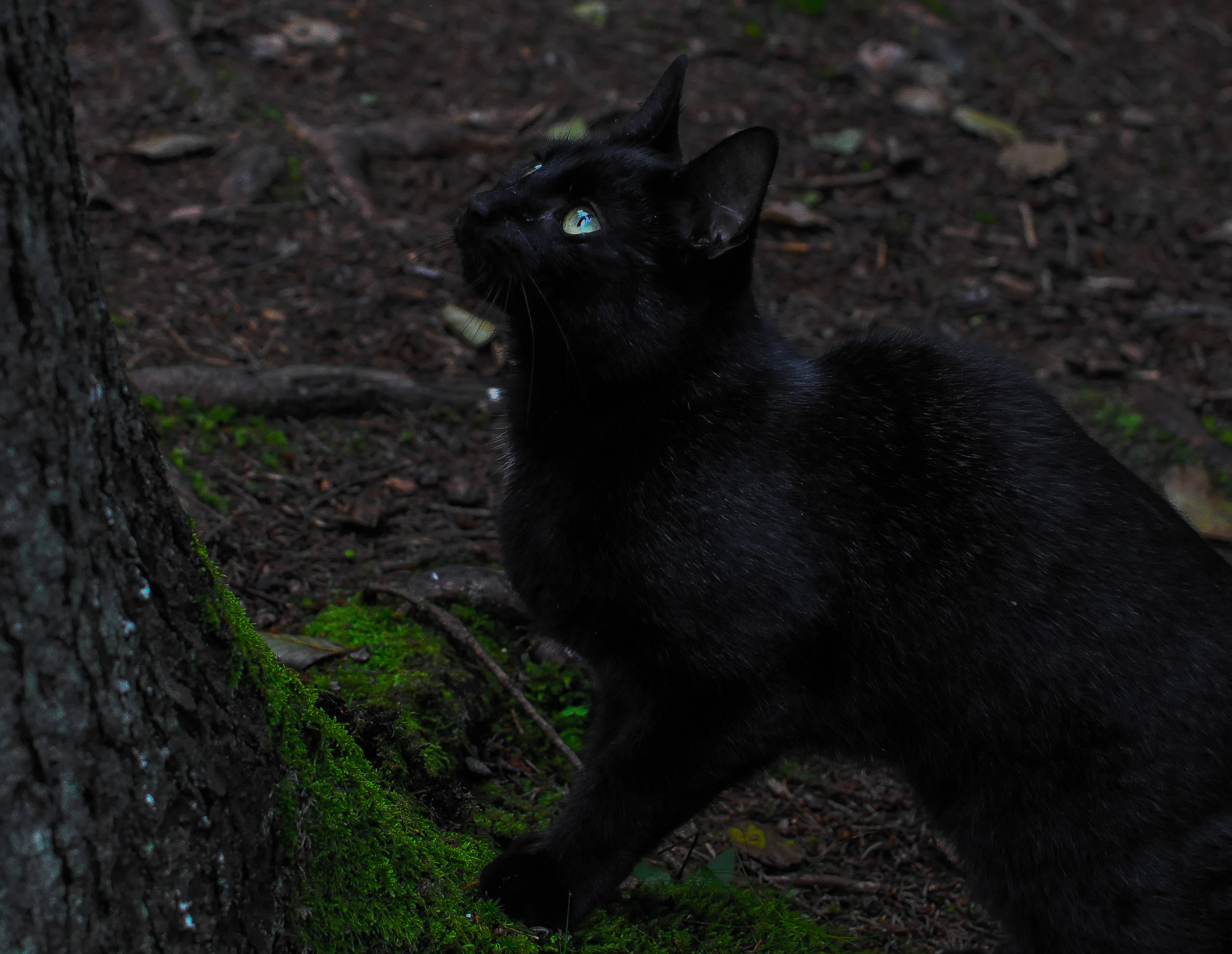 black aesthetic cat, mossy tree trunk, dim forest, Full HD Desktop Wallpaper