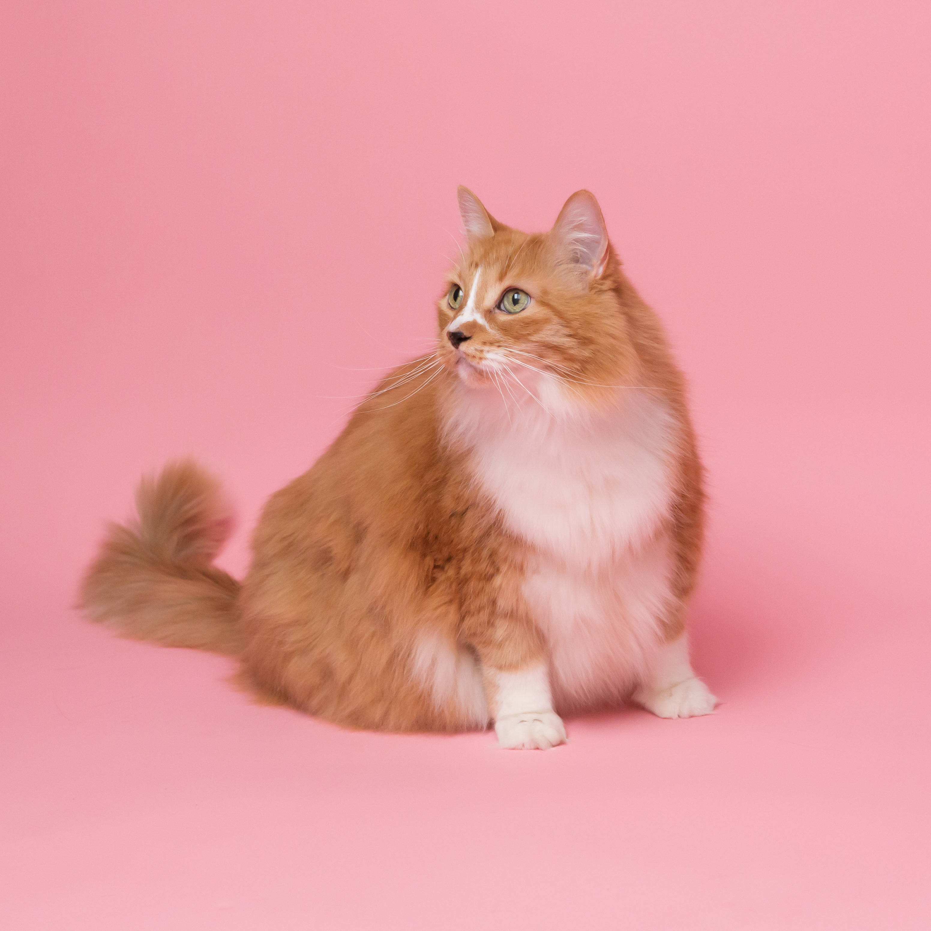 fat aesthetic cat, pink, fluffy orange and white cat, 2K Desktop Wallpaper