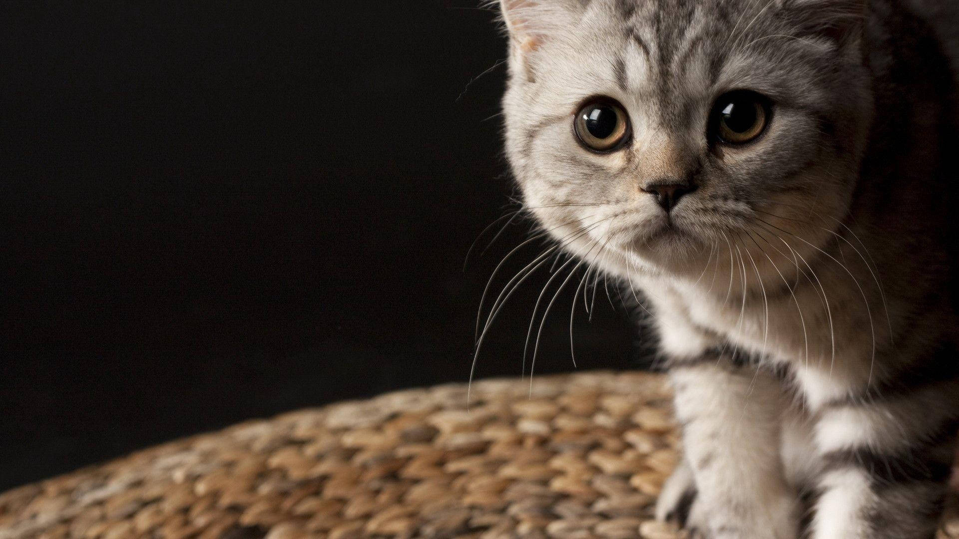 silver tabby cat, amber eyes, woven basket, Full HD Desktop Wallpaper