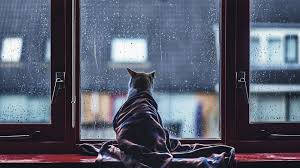 aesthetic cat, rainy windowsill, blurred city buildings, SD Desktop Wallpaper