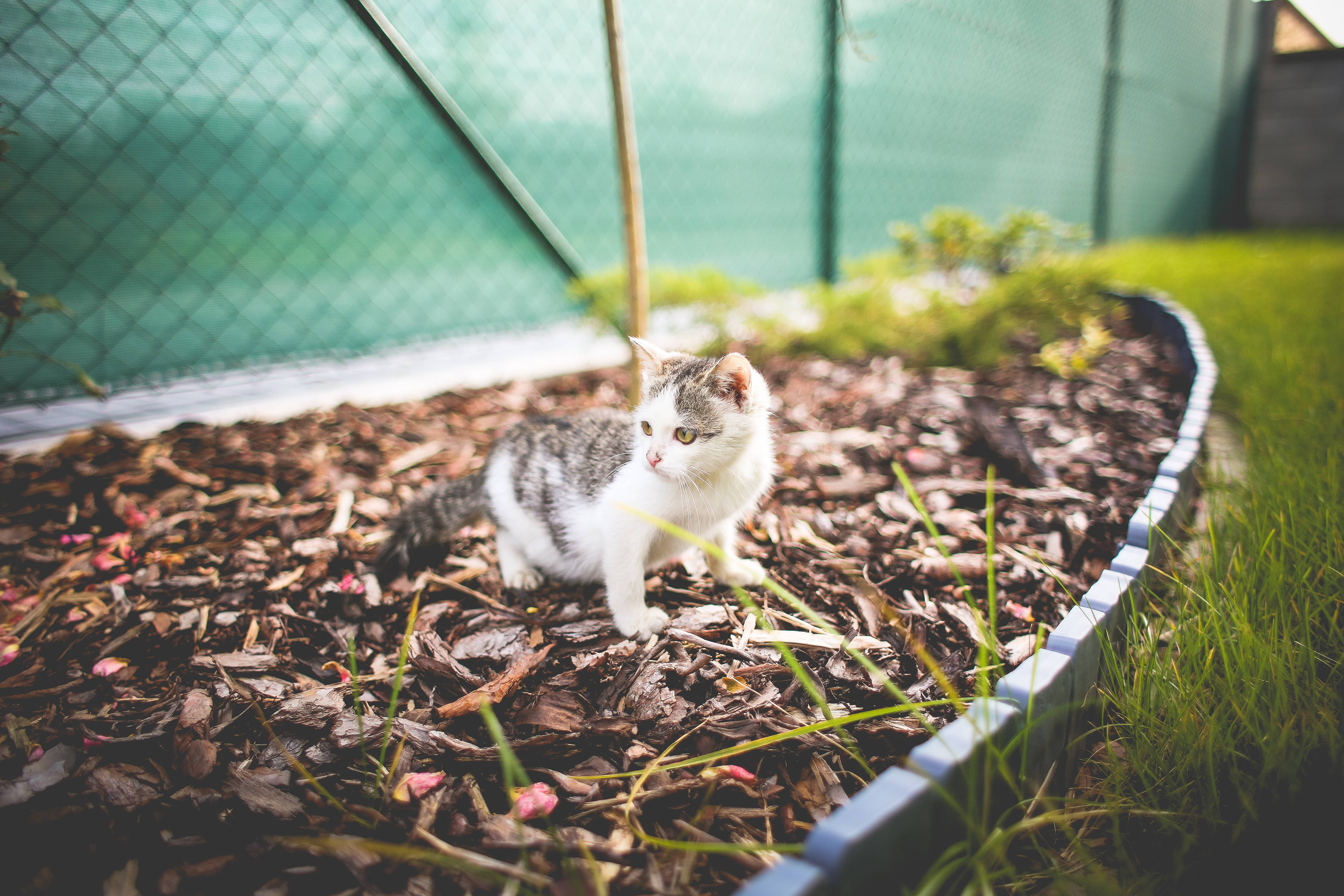 tabby and white cat, mulch, fenced garden bed, 5K Desktop Wallpaper
