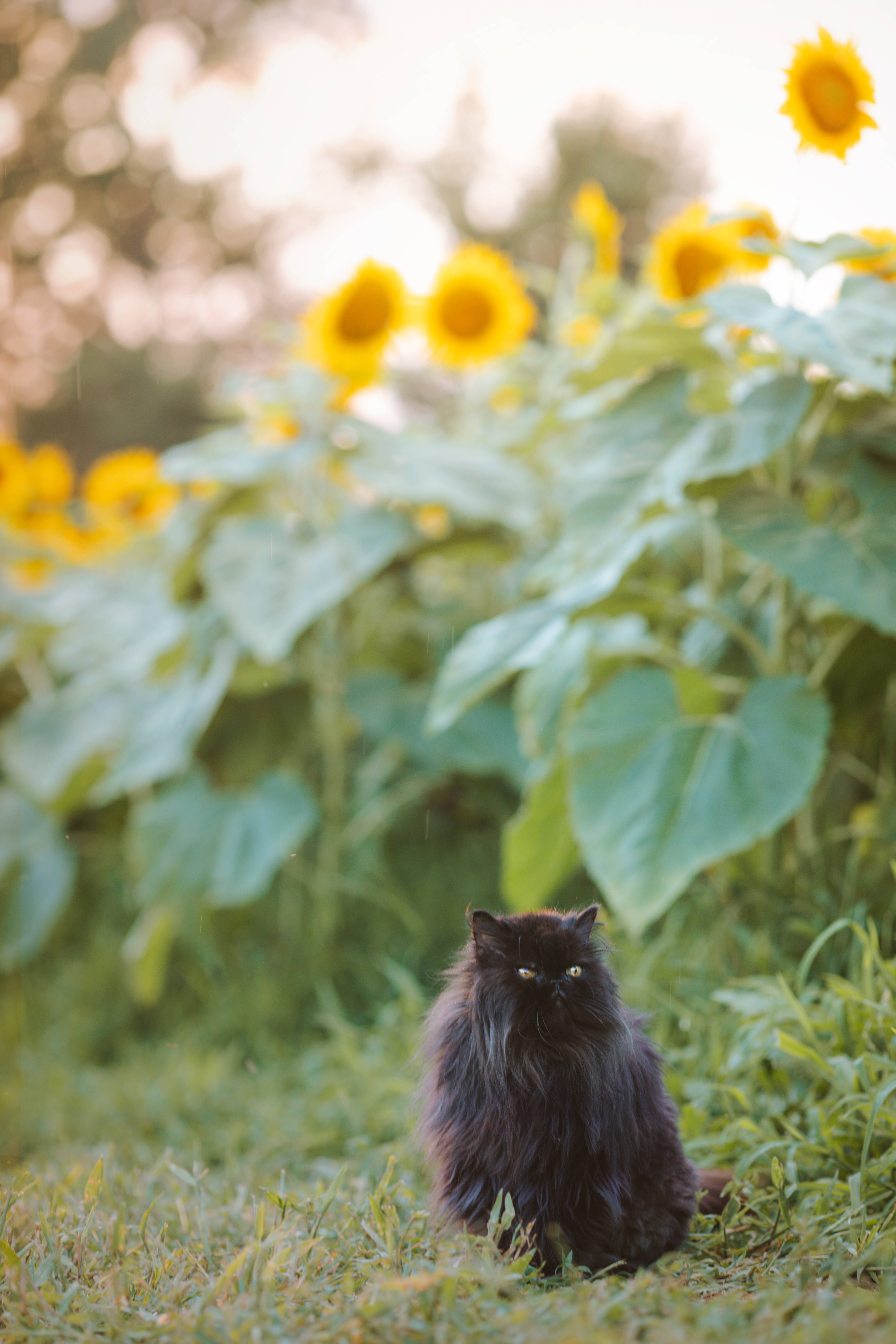 aesthetic cat, sunflowers, sunlit field, 5K Phone Wallpaper