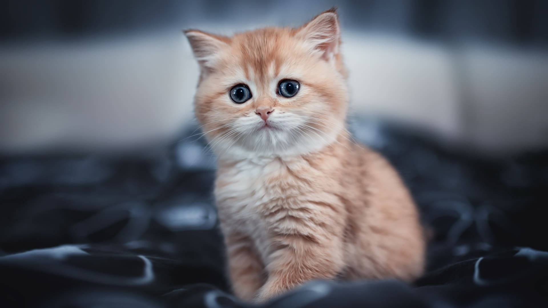 blue eyed orange aesthetic cat, fluffy ginger kitten, wide blue eyes, Full HD Desktop Wallpaper