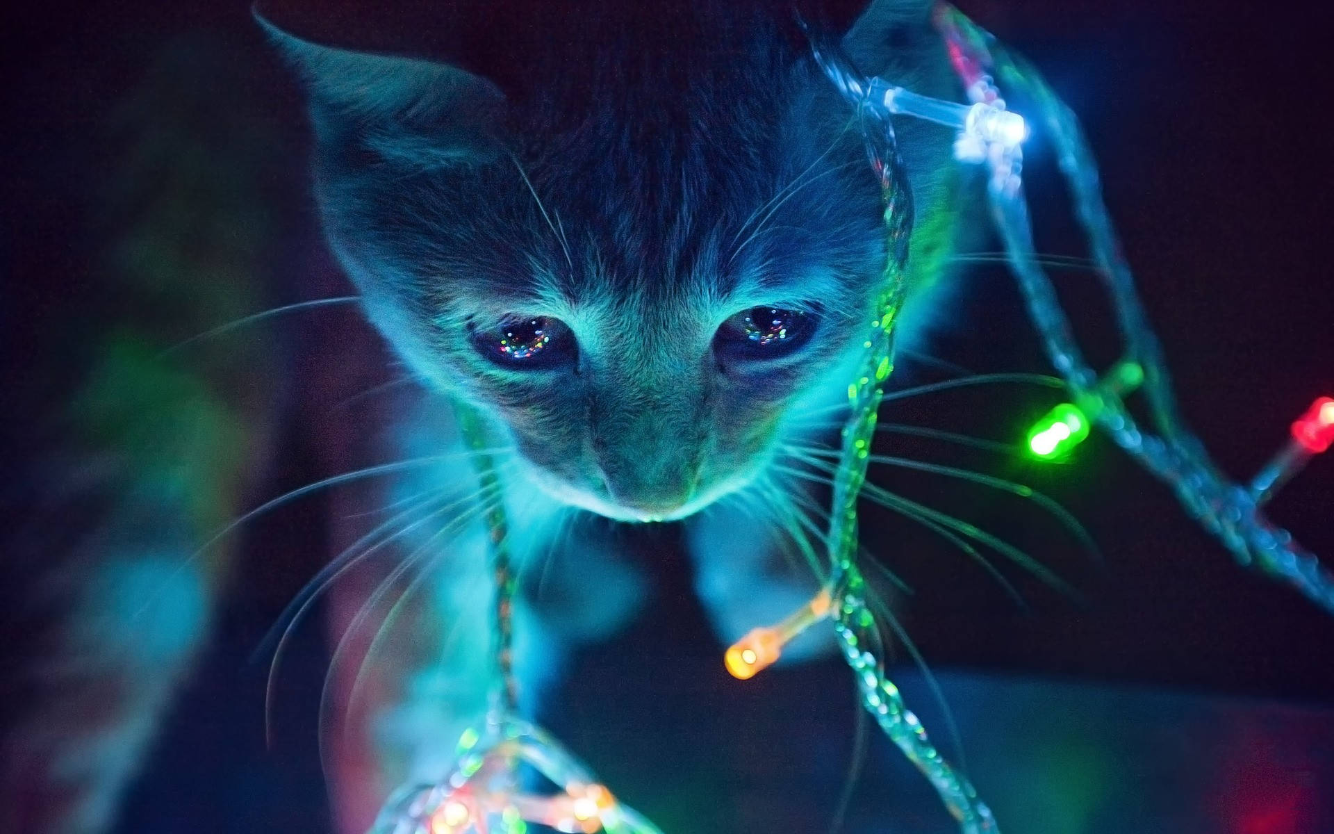 Aesthetic Cat, glowing string lights, vibrant blue green and orange hues, Full HD Desktop Wallpaper