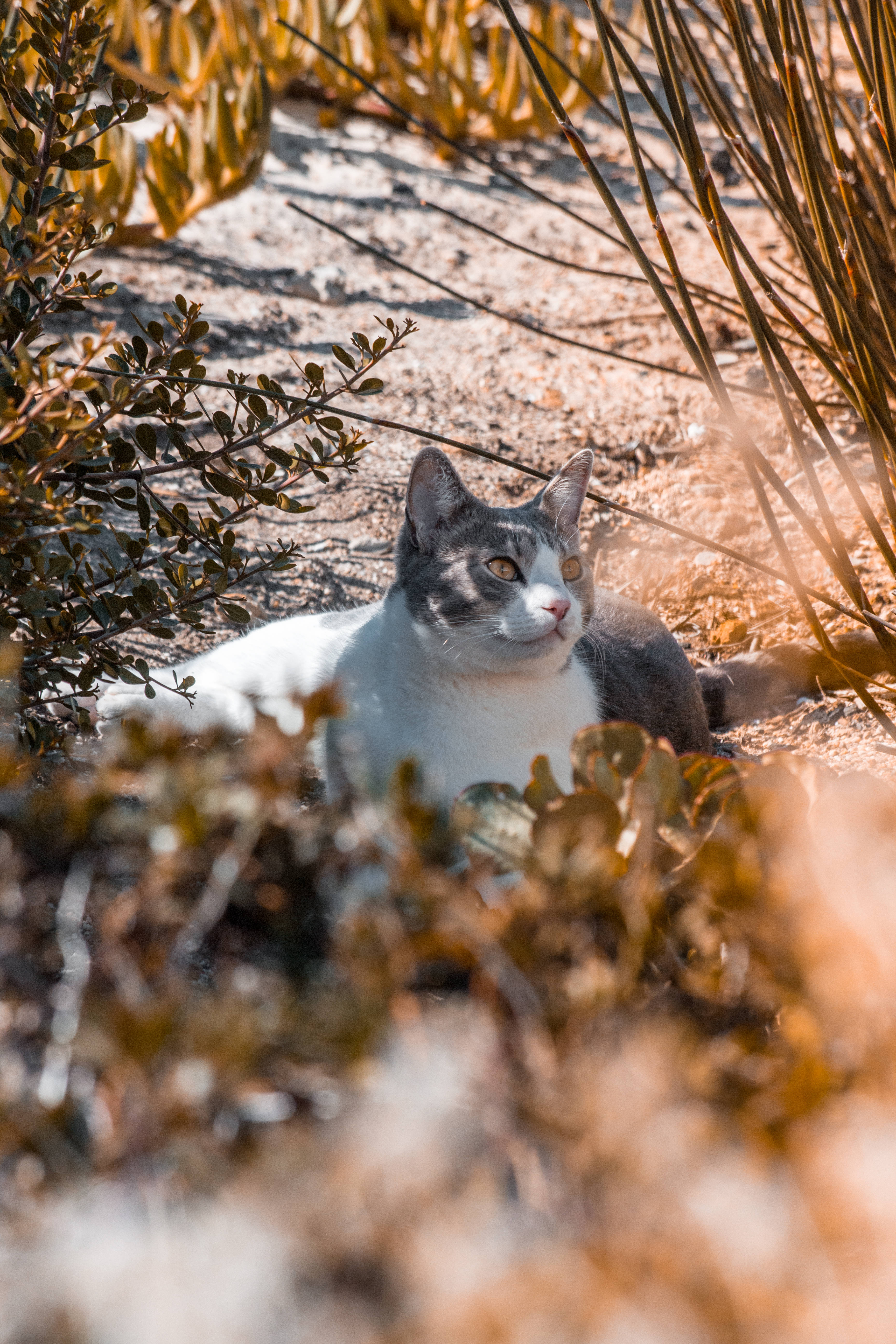 gray and white cat, dry golden bushes, warm sunlight, 5K Phone Wallpaper