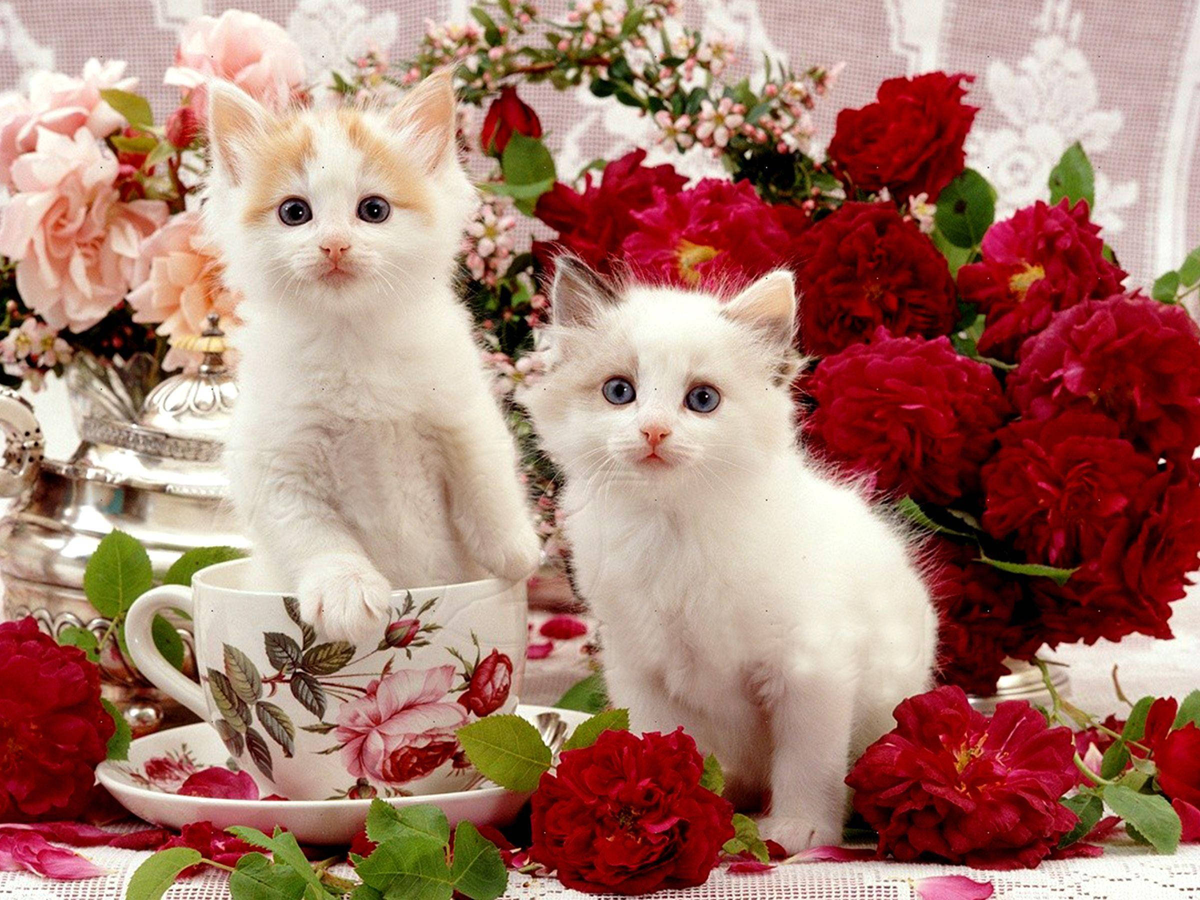fluffy kittens, blue eyes, brown eyes, Full HD Desktop Wallpaper