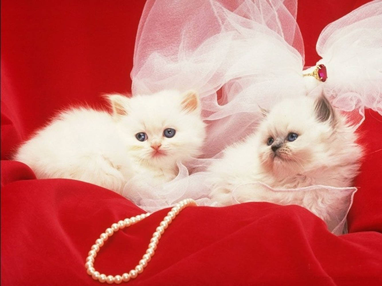 white pearl necklace, fluffy white kittens, blue eyes, HD Desktop Wallpaper