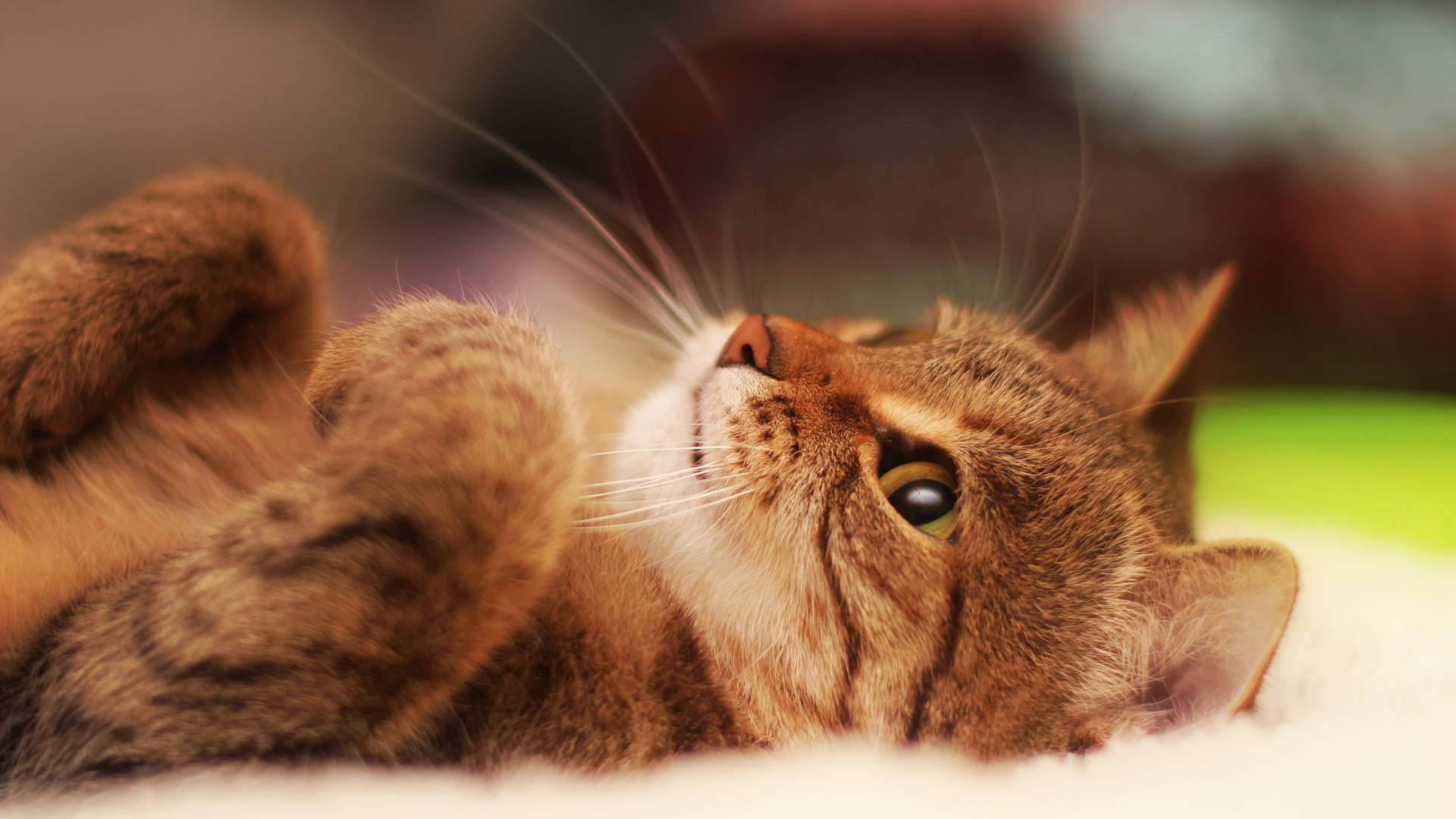 tabby cat, white cloth, soft warmly lit indoor setting, Full HD Desktop Wallpaper
