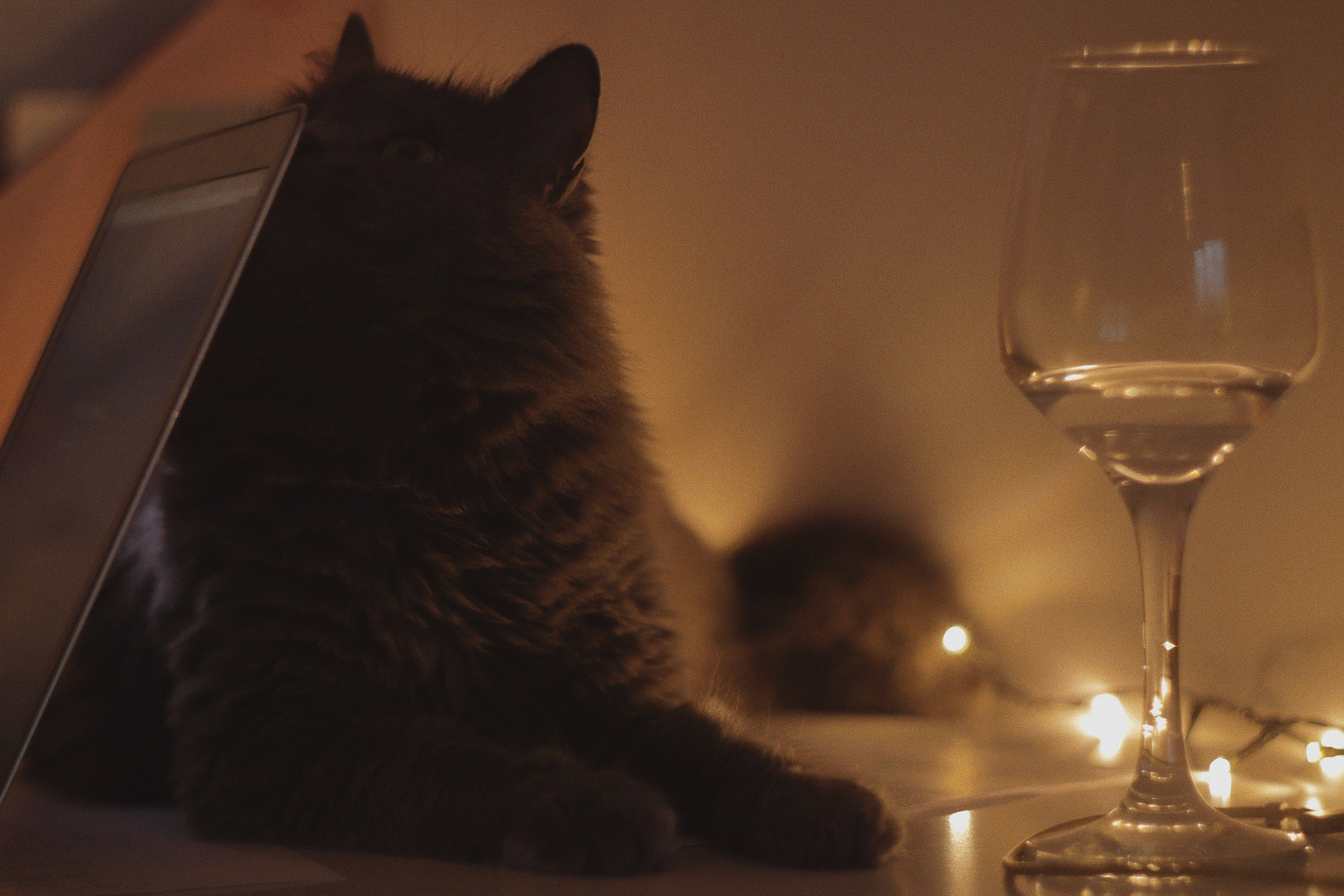 aesthetic cat, glass wine, warm string lights, 5K Desktop Wallpaper