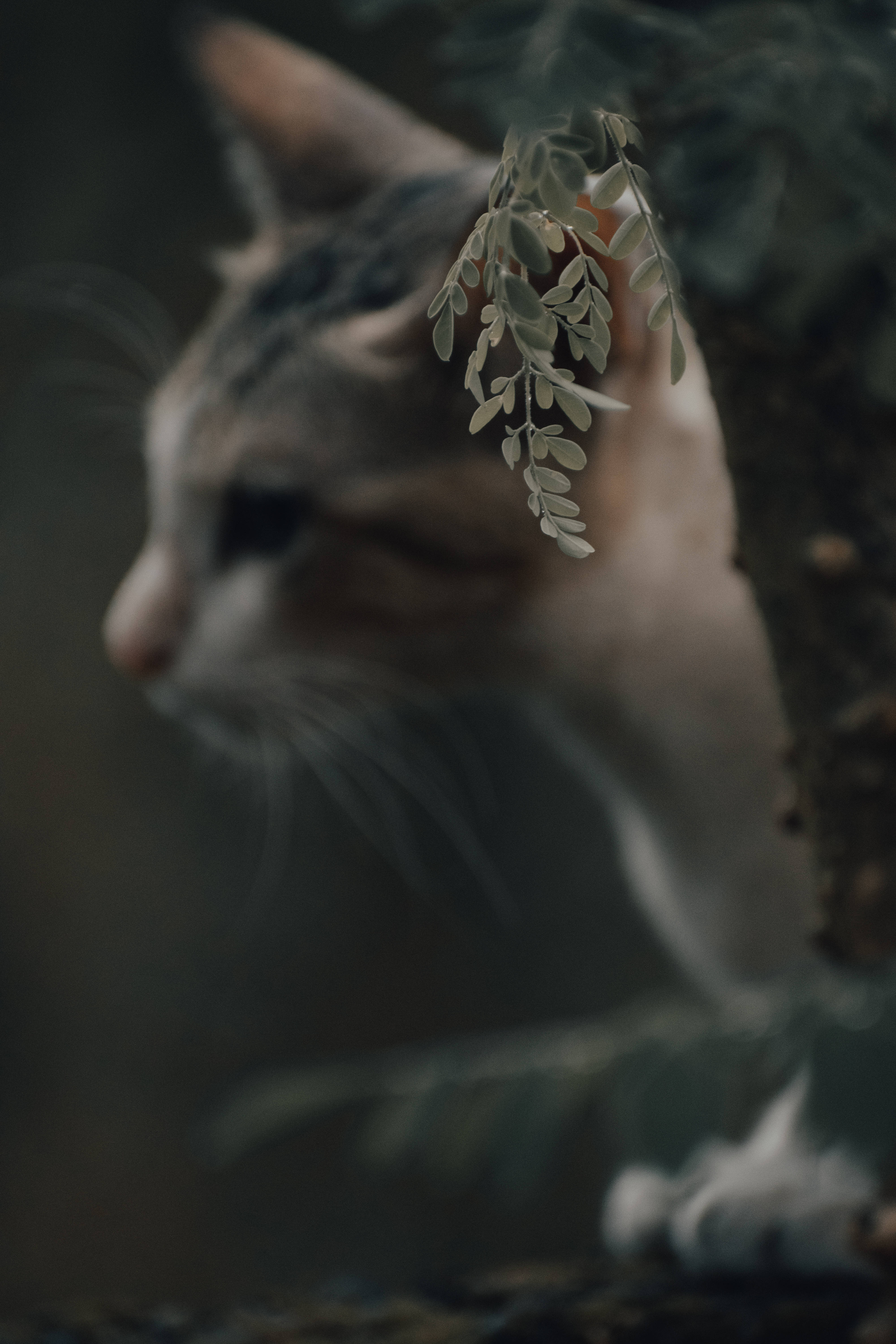 tabby cat, leafy branch, dimly lit forest scene, 5K Phone Wallpaper