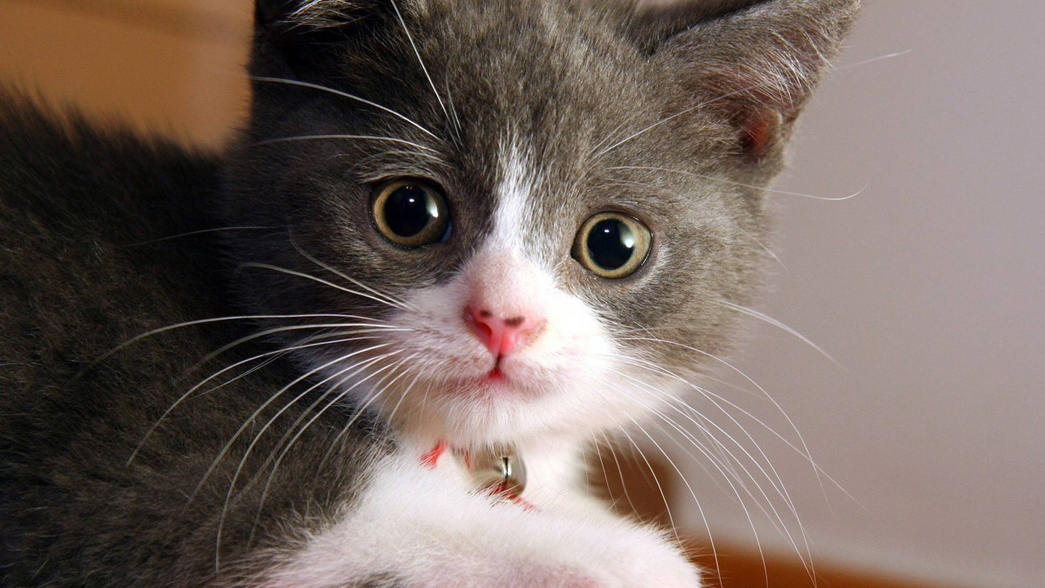 cool grey cat, gray and white kitten, wide curious eyes, Full HD Desktop Wallpaper