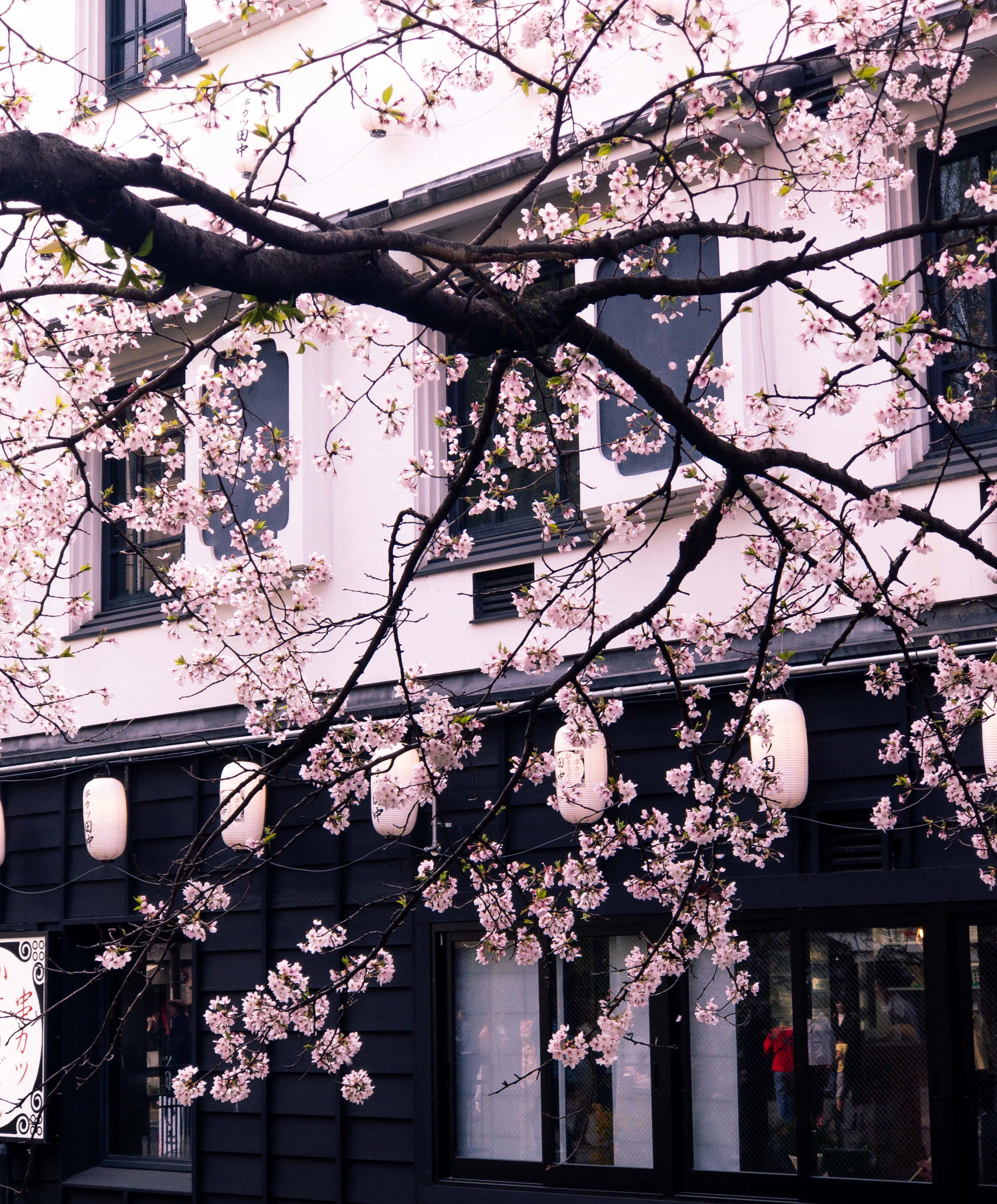 Aesthetic Cherry Blossom, pink cherry blossoms, dark branches, 2K Phone Wallpaper