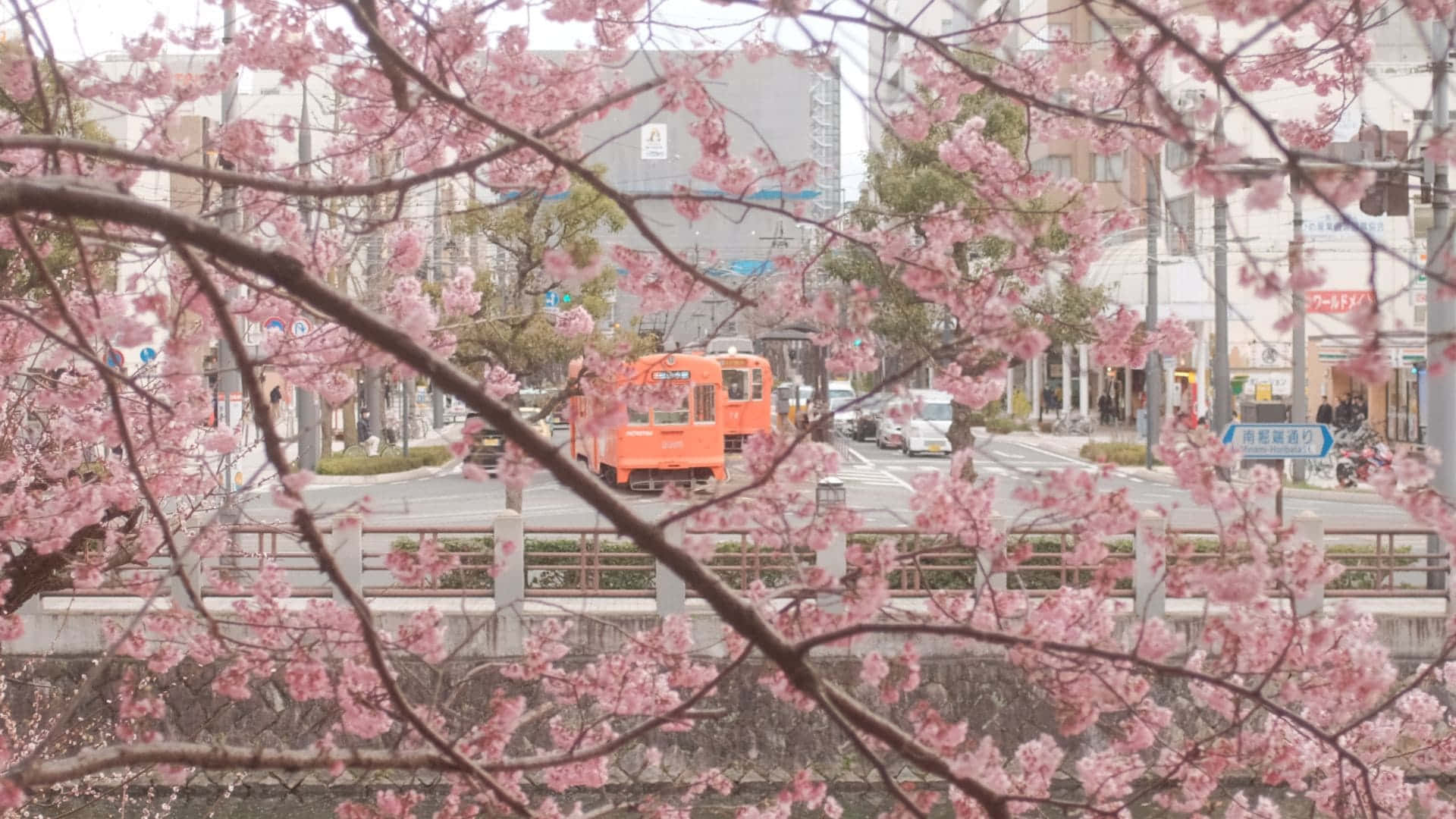 Aesthetic Cherry Blossom, pink cherry blossoms, orange tram, Full HD Desktop Wallpaper