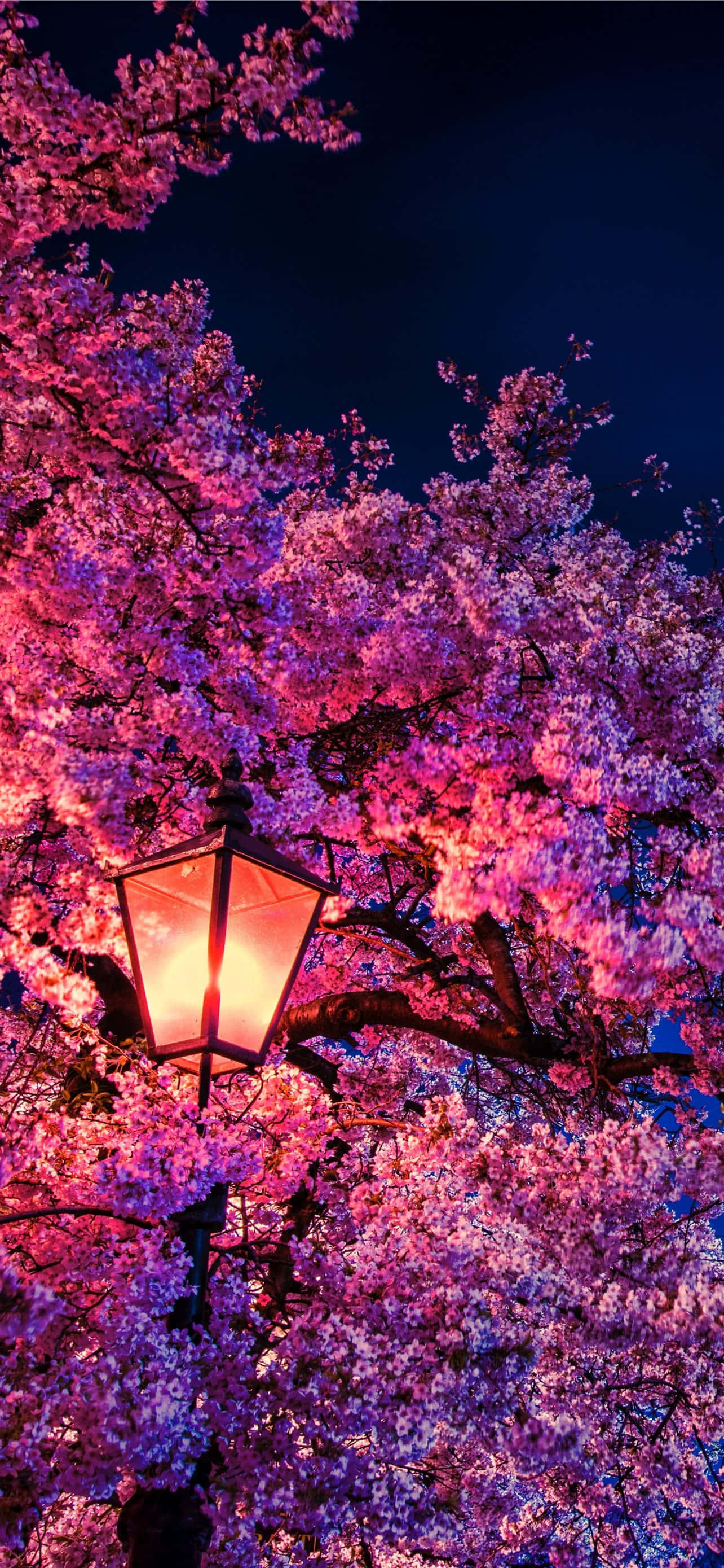Aesthetic Cherry Blossom, glowing lantern, pink cherry blossoms, 2K Phone Wallpaper