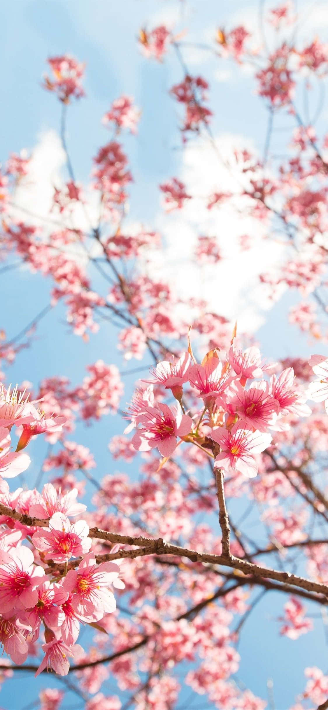 Aesthetic Cherry Blossom, pink cherry blossoms, clear blue sky, Full HD Phone Wallpaper