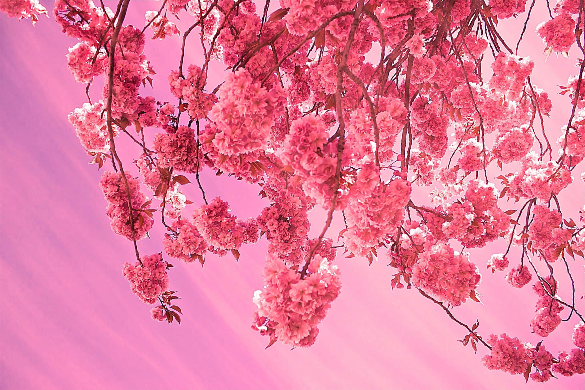 Aesthetic Cherry Blossom, vibrant pink cherry blossoms, dreamy pastel pink sky, Full HD Desktop Wallpaper