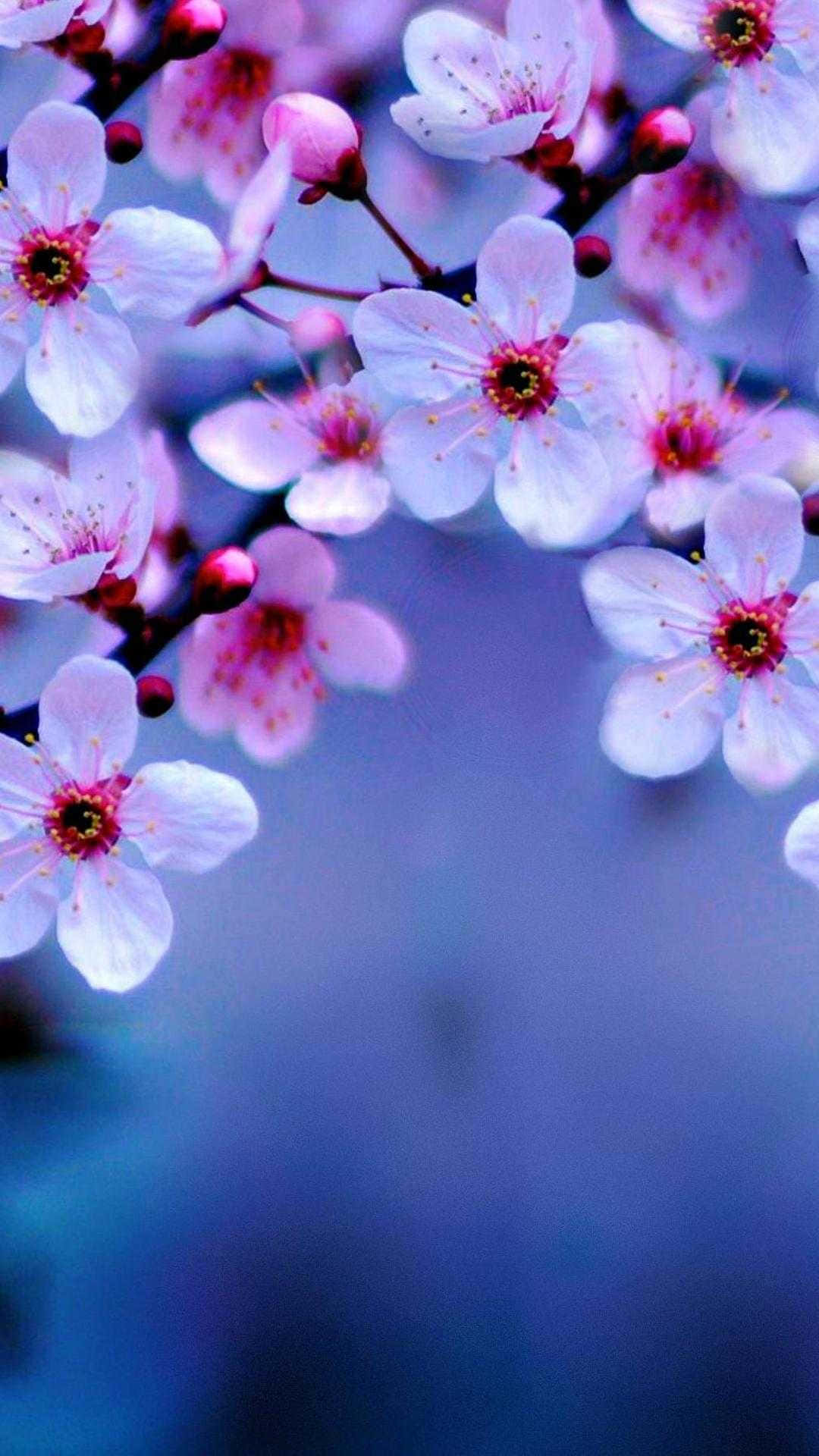 aesthetic cherry blossom, pink cherry blossom, sunlight, Full HD Phone Wallpaper