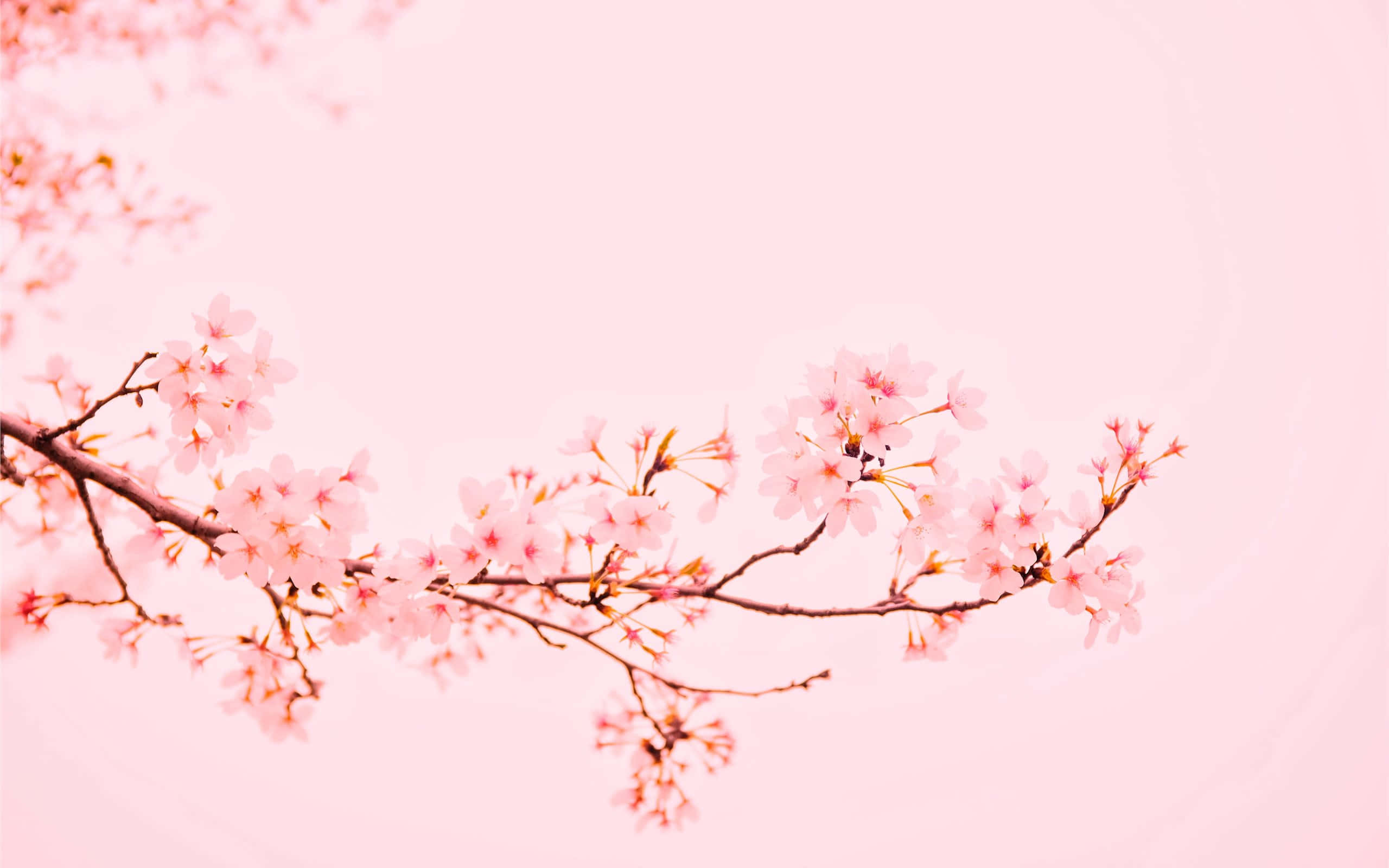 cherry blossoms, soft pink blooms, dreamy pastel pink sky, 2K Desktop Wallpaper
