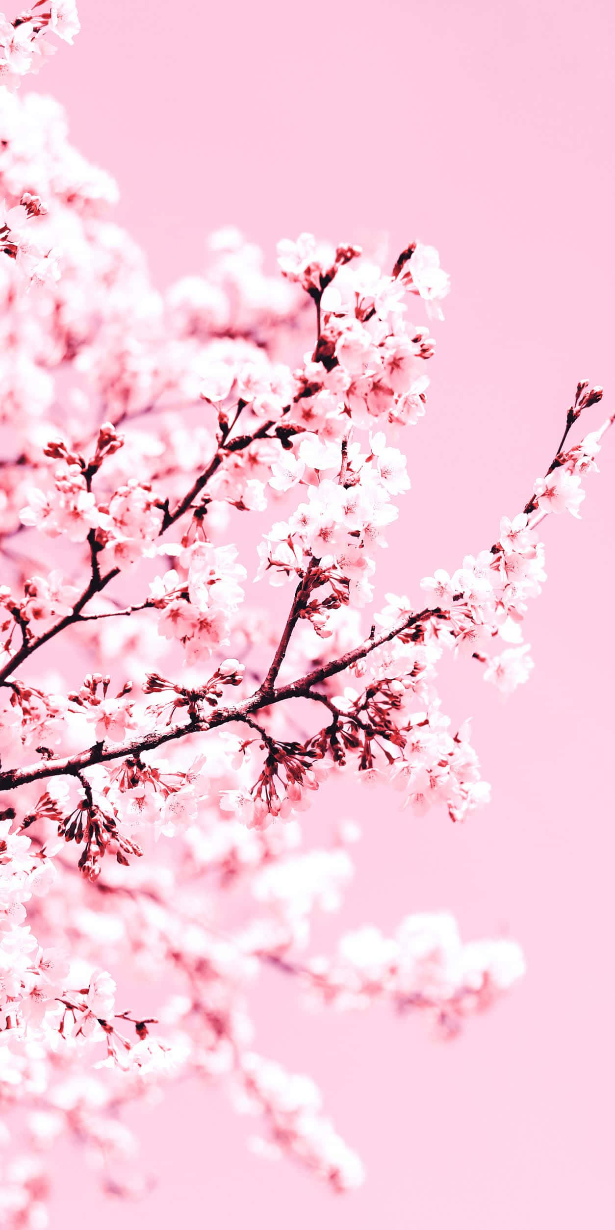 Aesthetic Cherry Blossom, pink cherry blossoms, dark branches, Full HD Phone Wallpaper