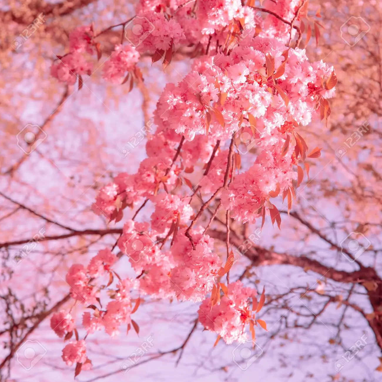 aesthetic cherry blossom, pink cherry blossoms, soft pastel sky, HD Desktop Wallpaper
