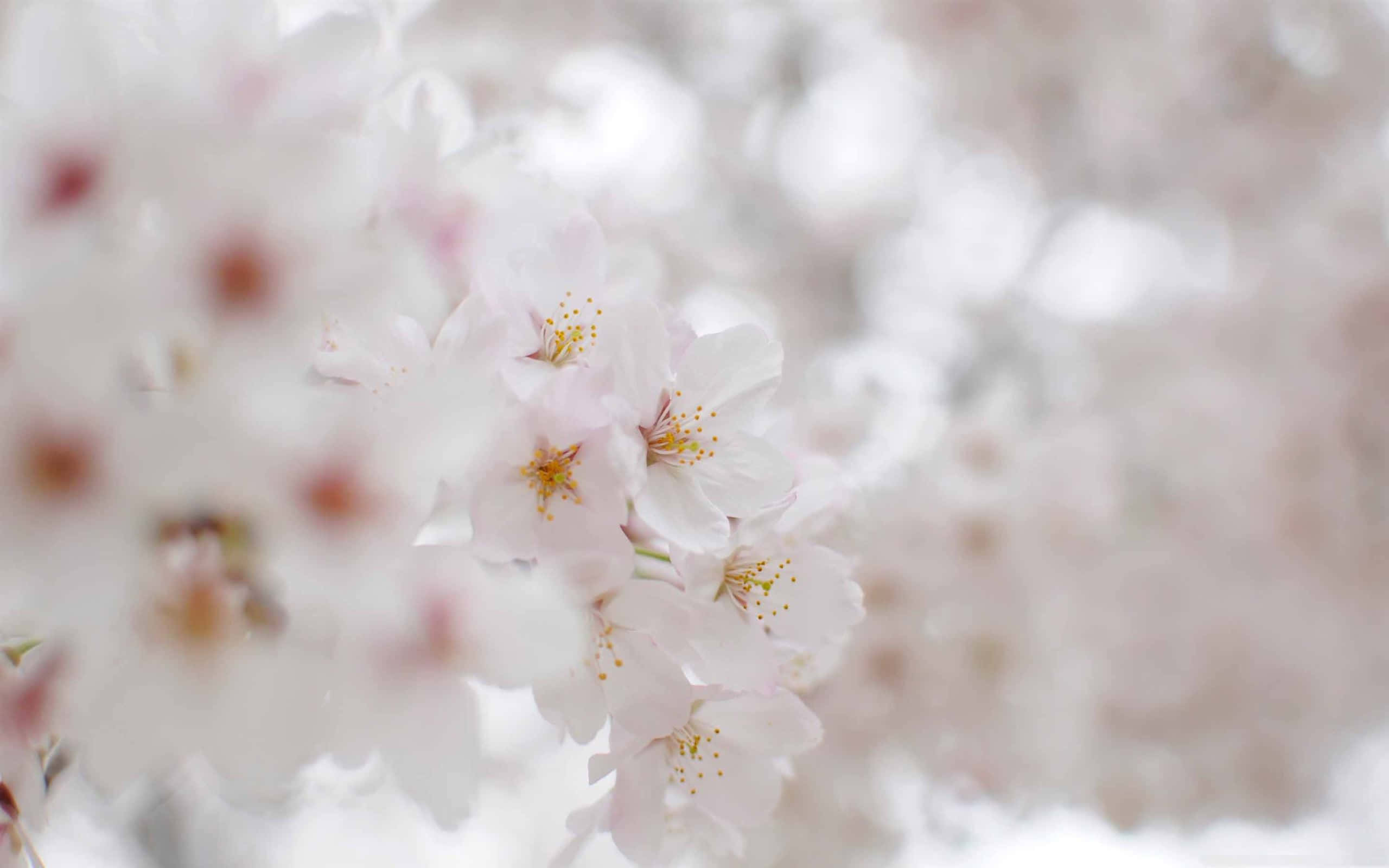 Aesthetic Cherry Blossom, soft pink cherry blossoms, creamy bokeh background, 2K Desktop Wallpaper