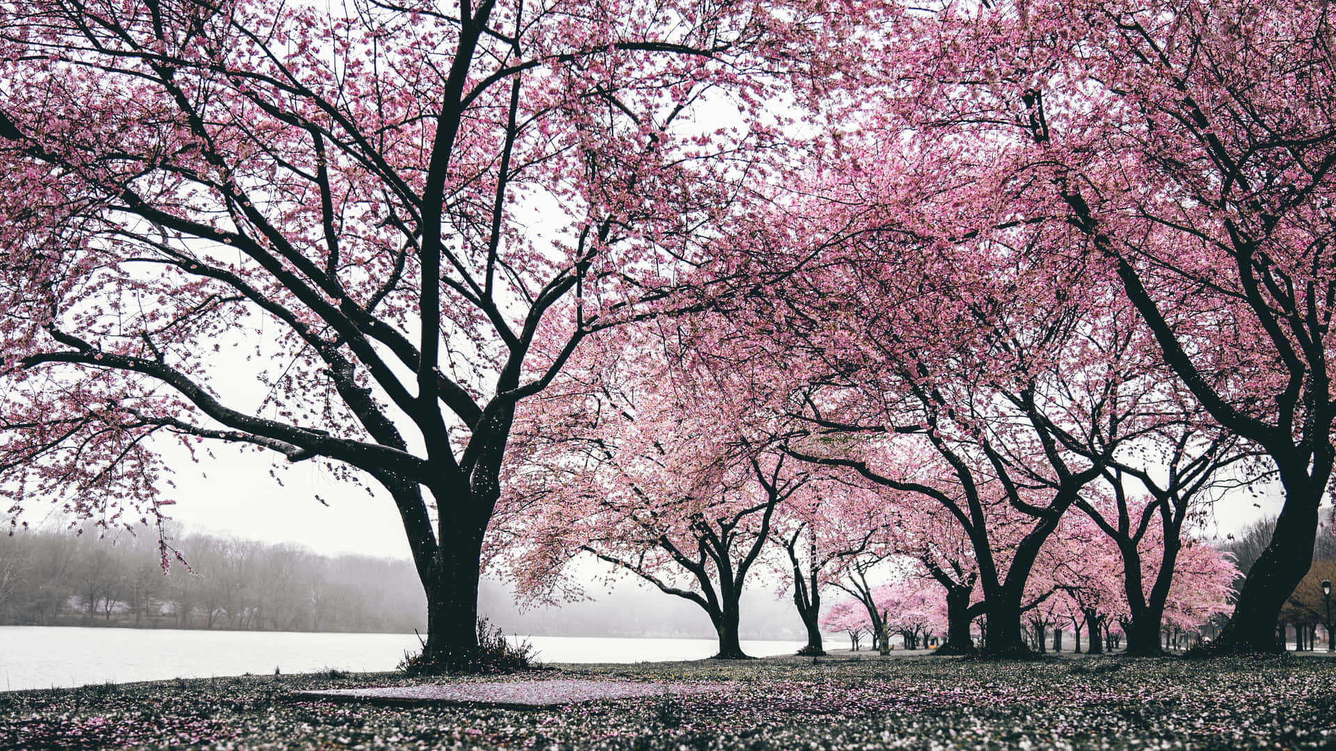 Aesthetic Cherry Blossom, pink cherry blossom trees, misty lake, Full HD Desktop Wallpaper