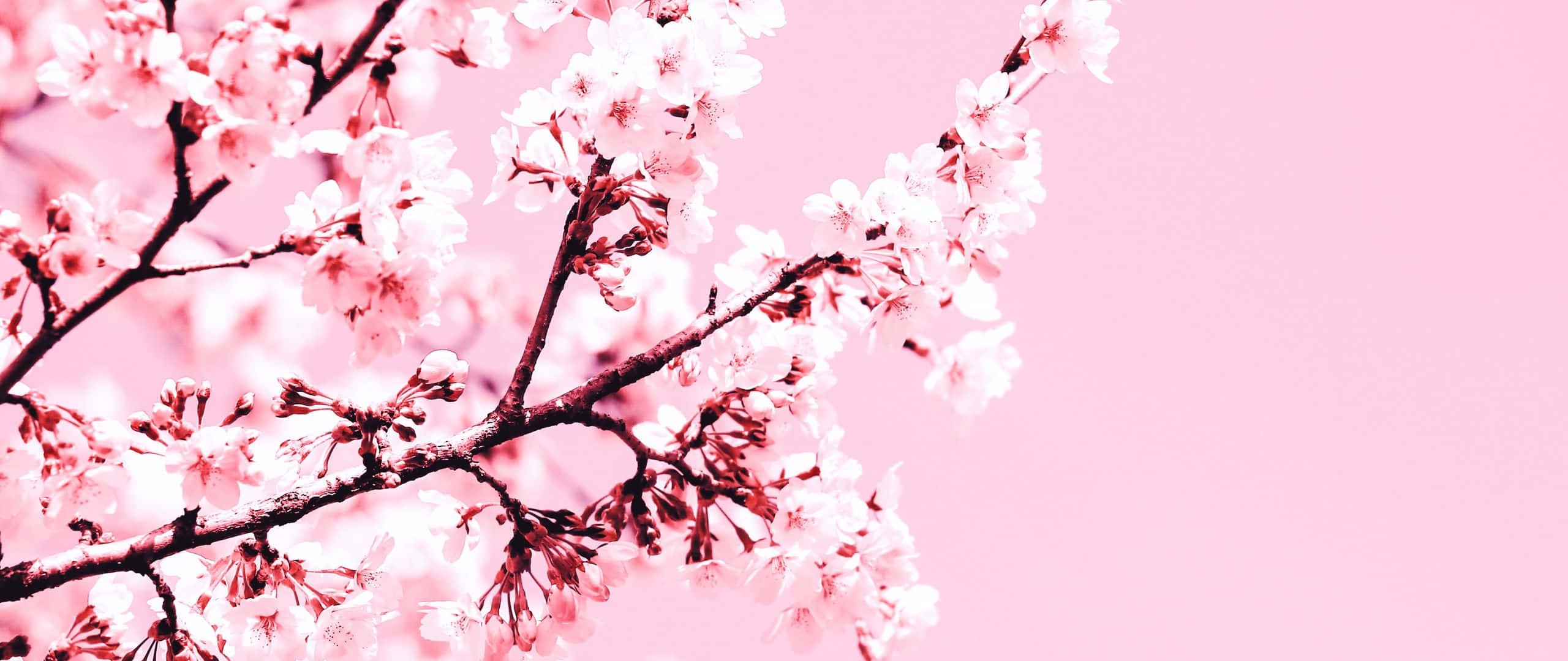 aesthetic cherry blossom, pink cherry blossoms, dark branches, 2K Desktop Wallpaper