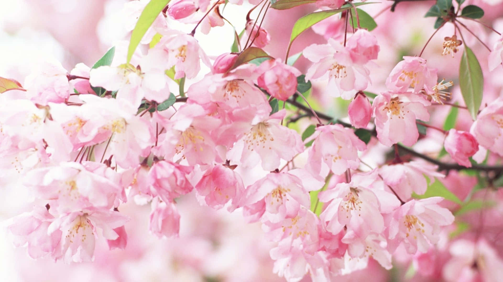 Aesthetic Cherry Blossom, soft pink cherry blossoms, fresh green leaves, Full HD Desktop Wallpaper