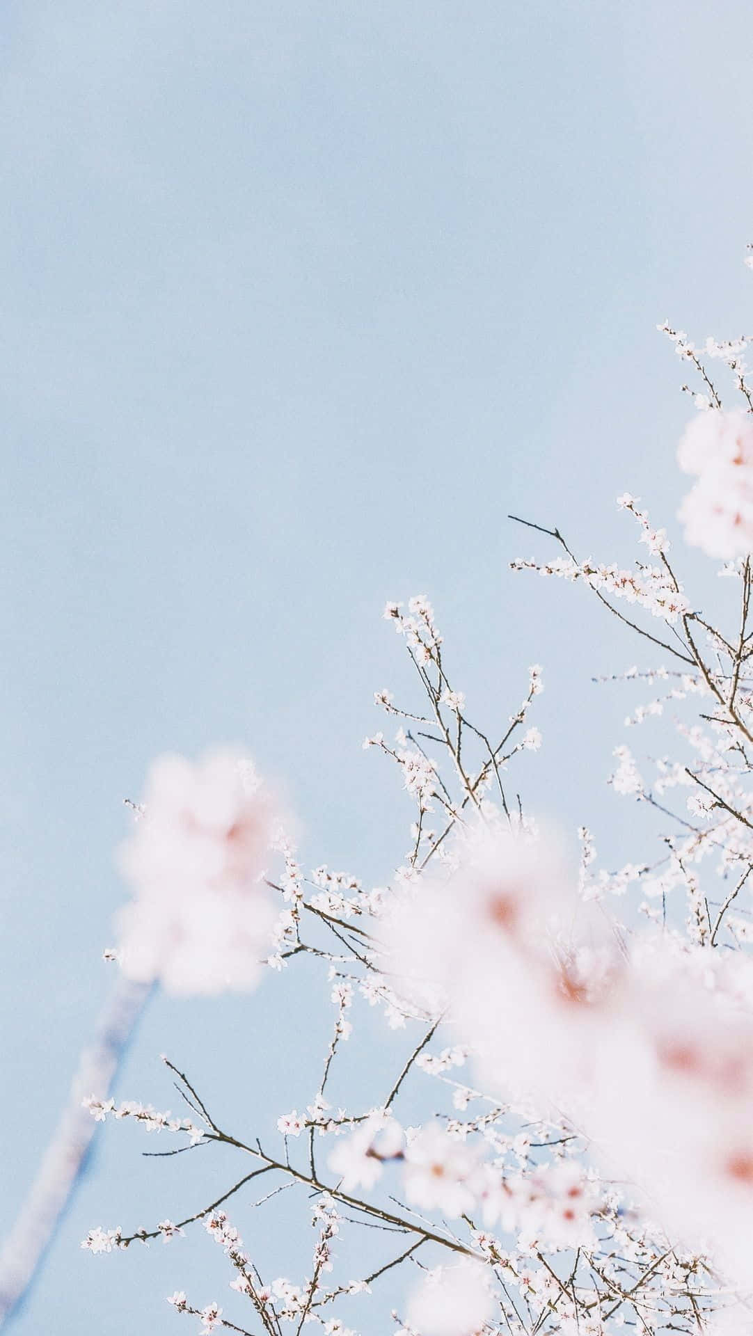 Aesthetic Cherry Blossom, pink cherry blossoms, slender branches, Full HD Phone Wallpaper