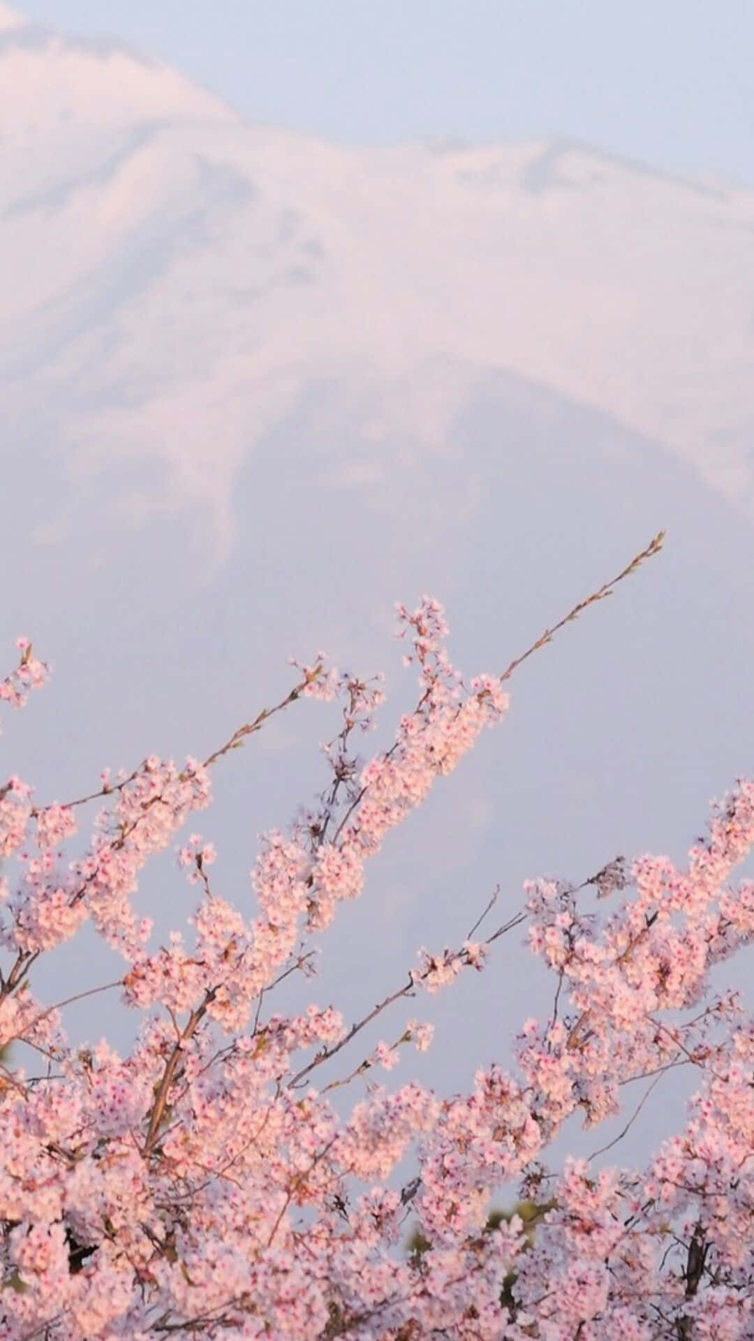 Aesthetic Cherry Blossom, pink cherry blossoms, snow-capped mountain, Full HD Phone Wallpaper