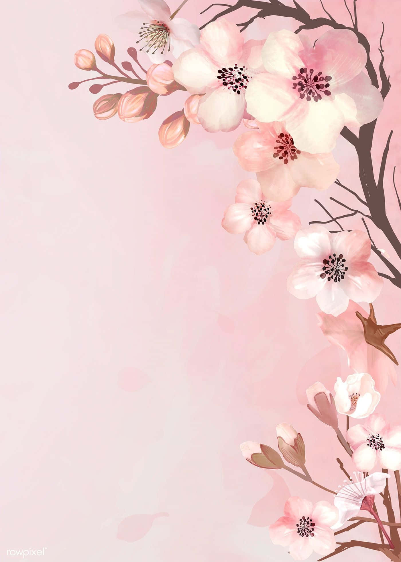 Aesthetic Cherry Blossom, pink cherry blossoms, dark branches, Full HD Phone Wallpaper