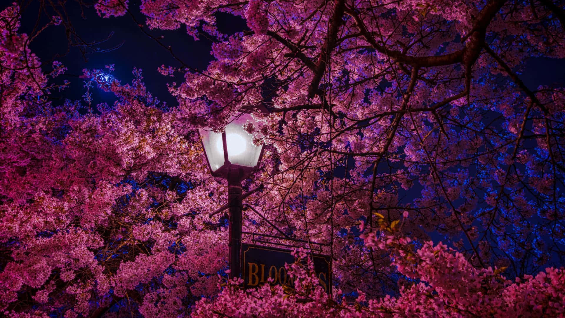 Aesthetic Cherry Blossom, glowing streetlamp, vibrant pink cherry blossoms, Full HD Desktop Wallpaper