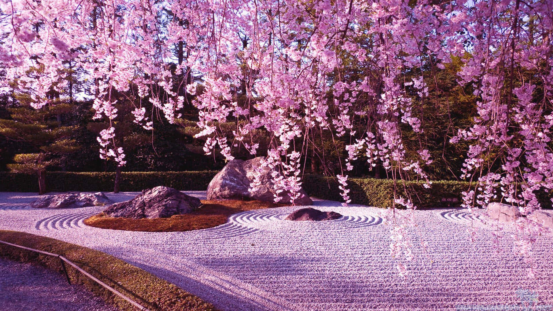 Aesthetic Cherry Blossom, pink cherry blossoms, gravel Zen garden, Full HD Desktop Wallpaper