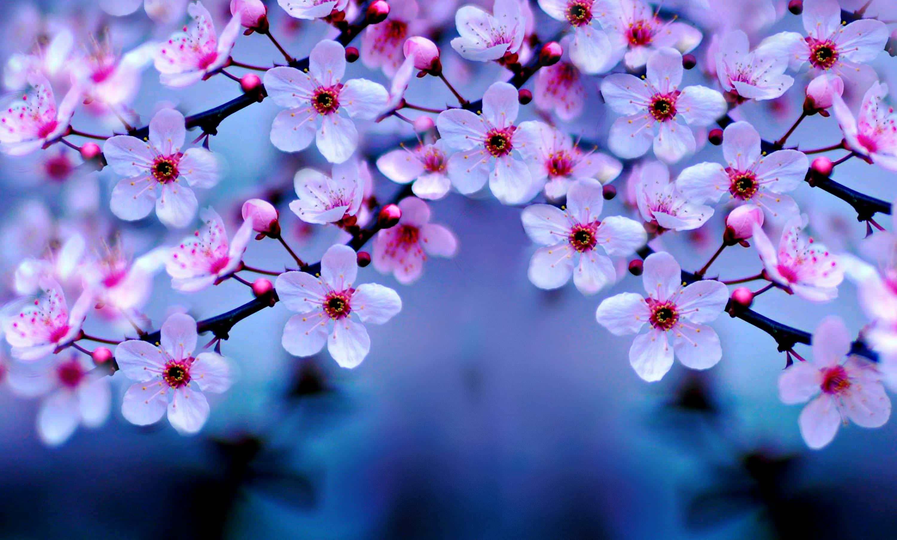 Aesthetic Cherry Blossom, pink cherry blossoms, dark branches, 2K Desktop Wallpaper