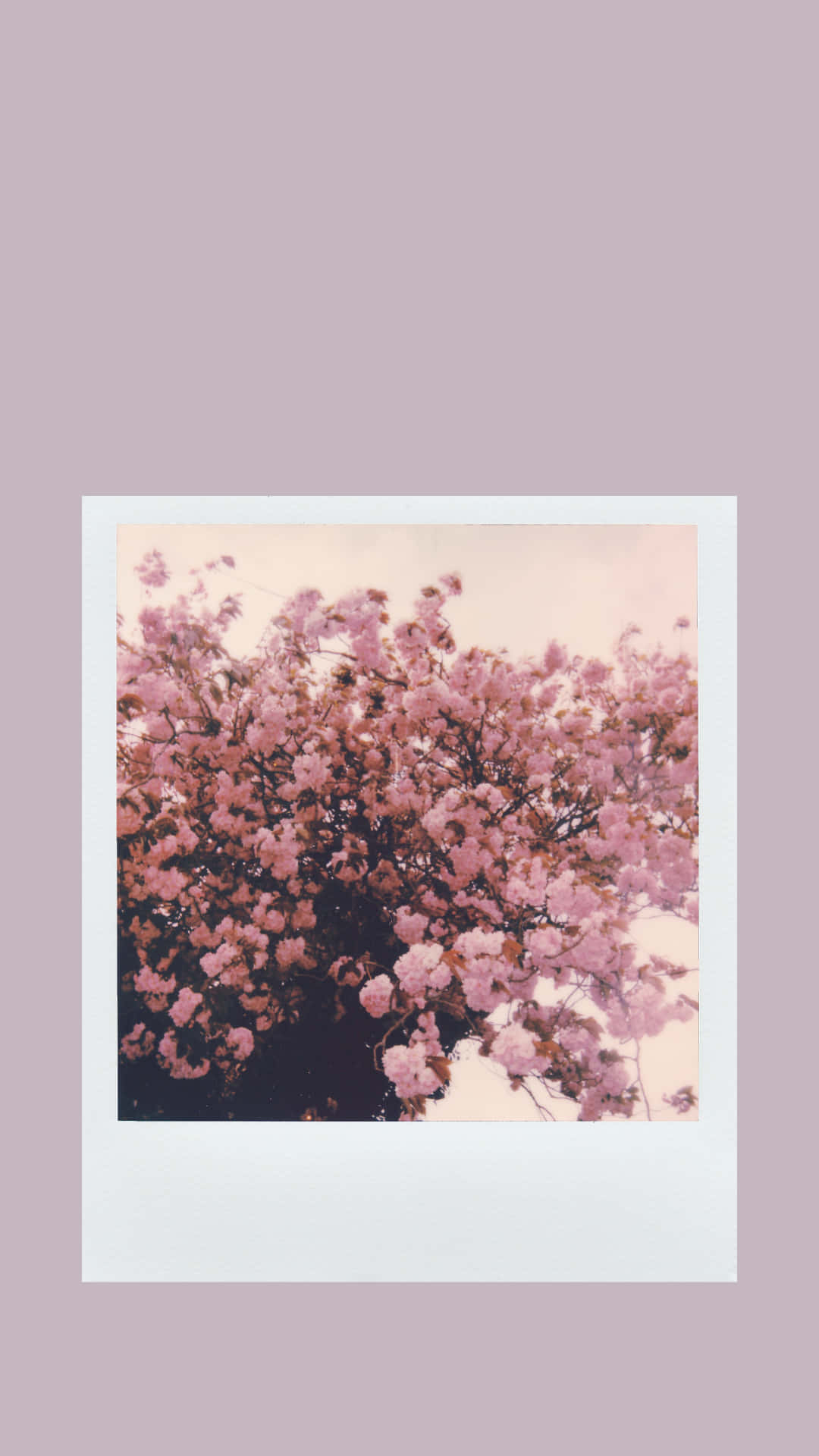 Aesthetic Cherry Blossom, Polaroid-style photo, soft pink cherry blossoms, Full HD Phone Wallpaper