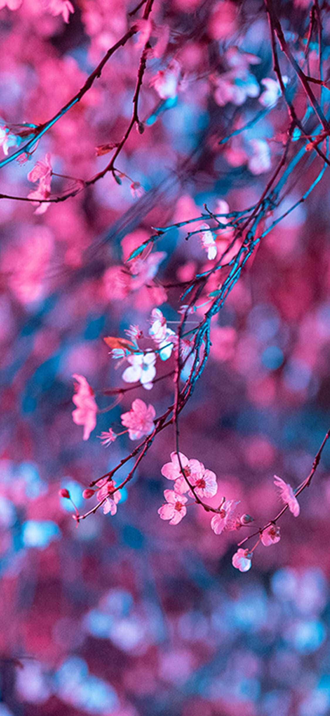 aesthetic cherry blossom, vibrant pink cherry blossoms, dark branches, Full HD Phone Wallpaper