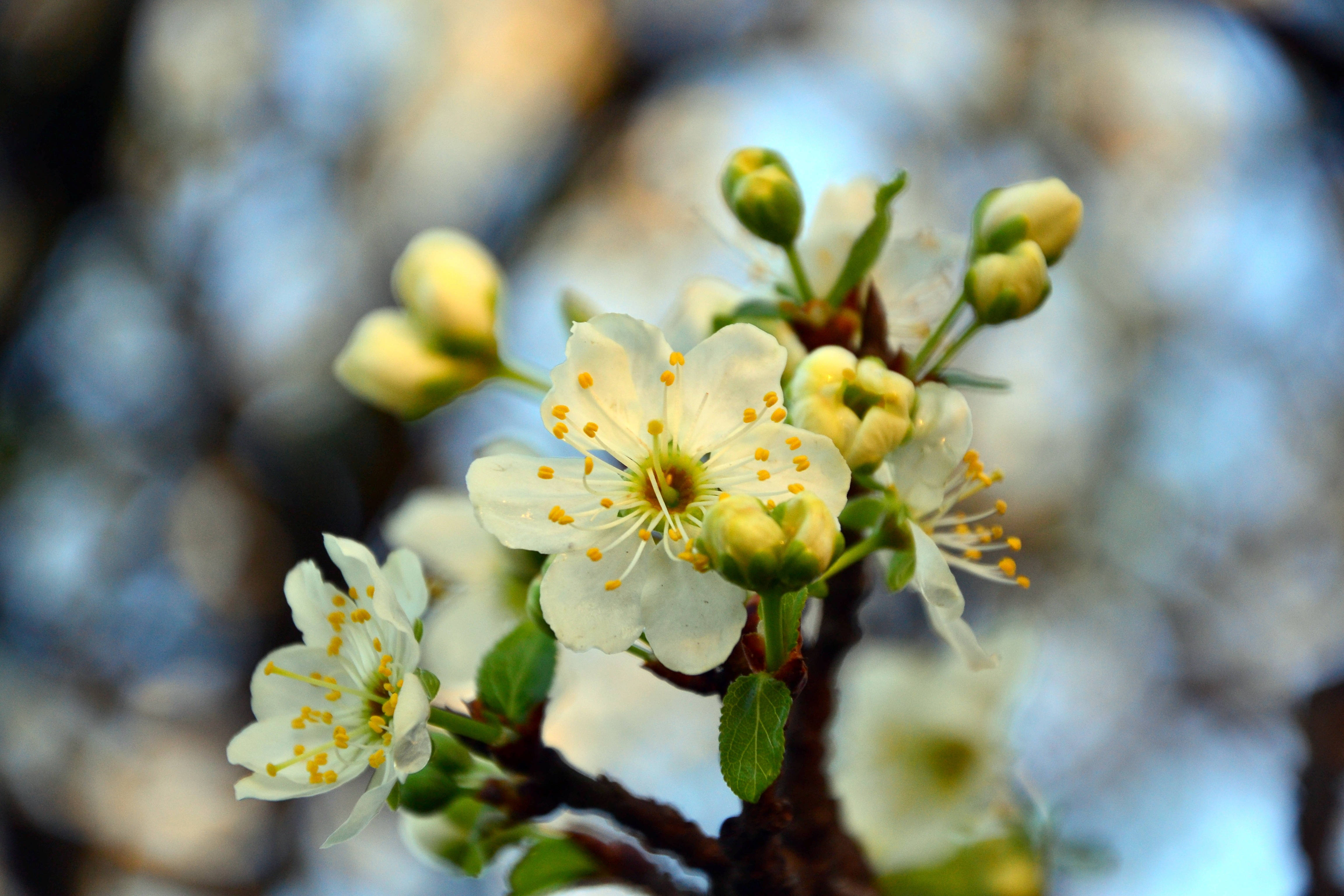 white cherry blossom branch, delicate white blossoms, yellow stamens, 4K Desktop Wallpaper