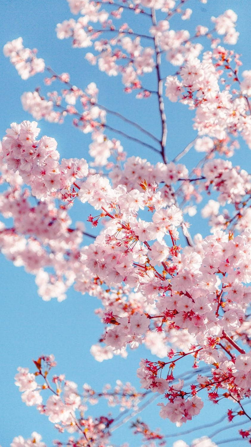 Cherry Blossom, pink, clear blue sky, HD Phone Wallpaper