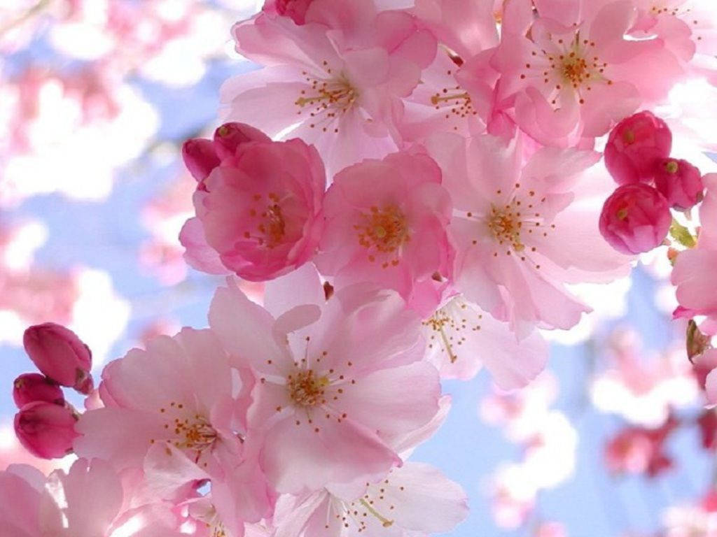 Spring Cherry Blossom, soft pink cherry blossoms, bright blue sky, SD Desktop Wallpaper